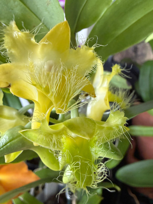 Den. roslii species orchid (fuzzy hairlike petals)