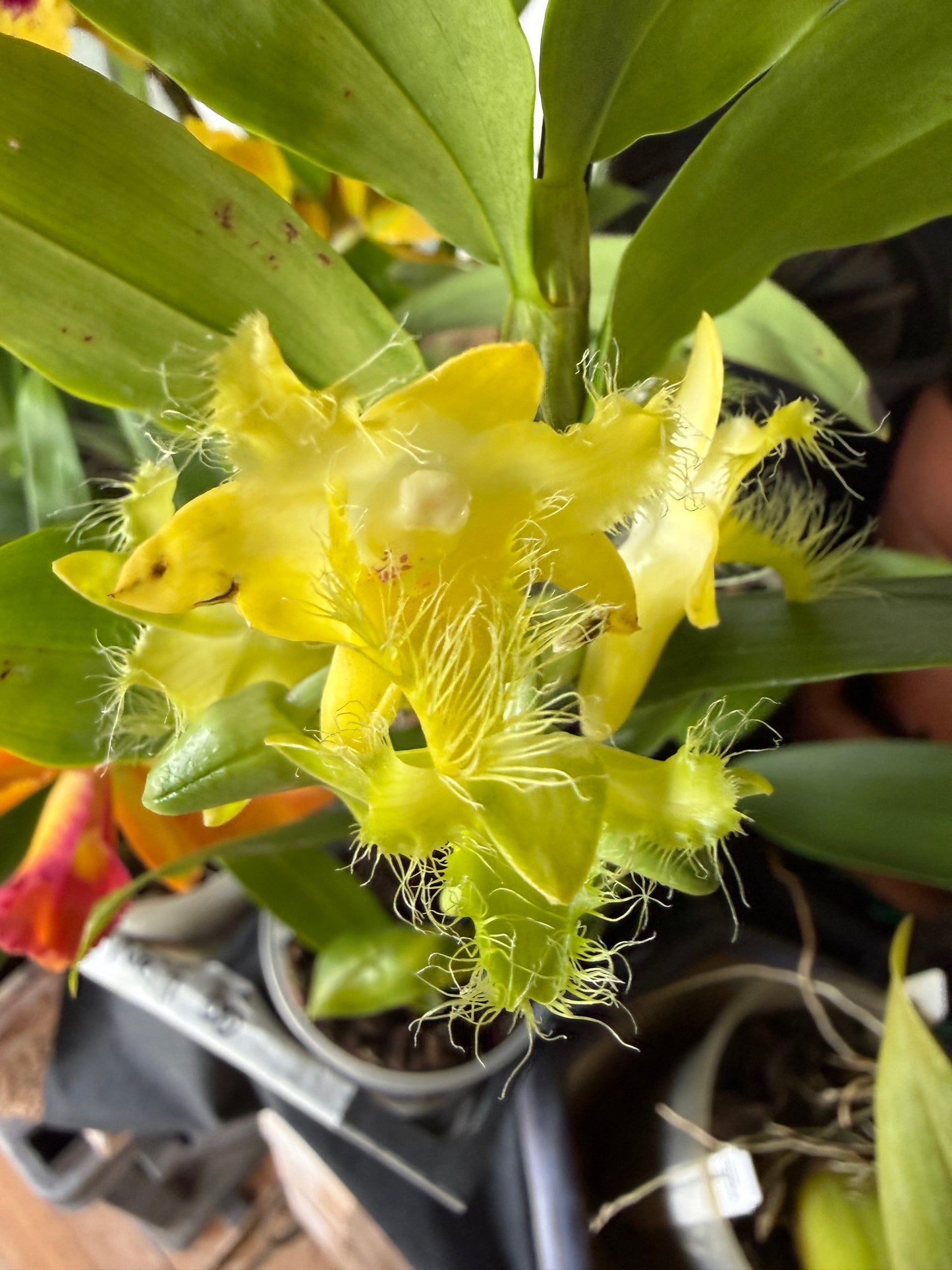 Den. roslii species orchid (fuzzy hairlike petals)