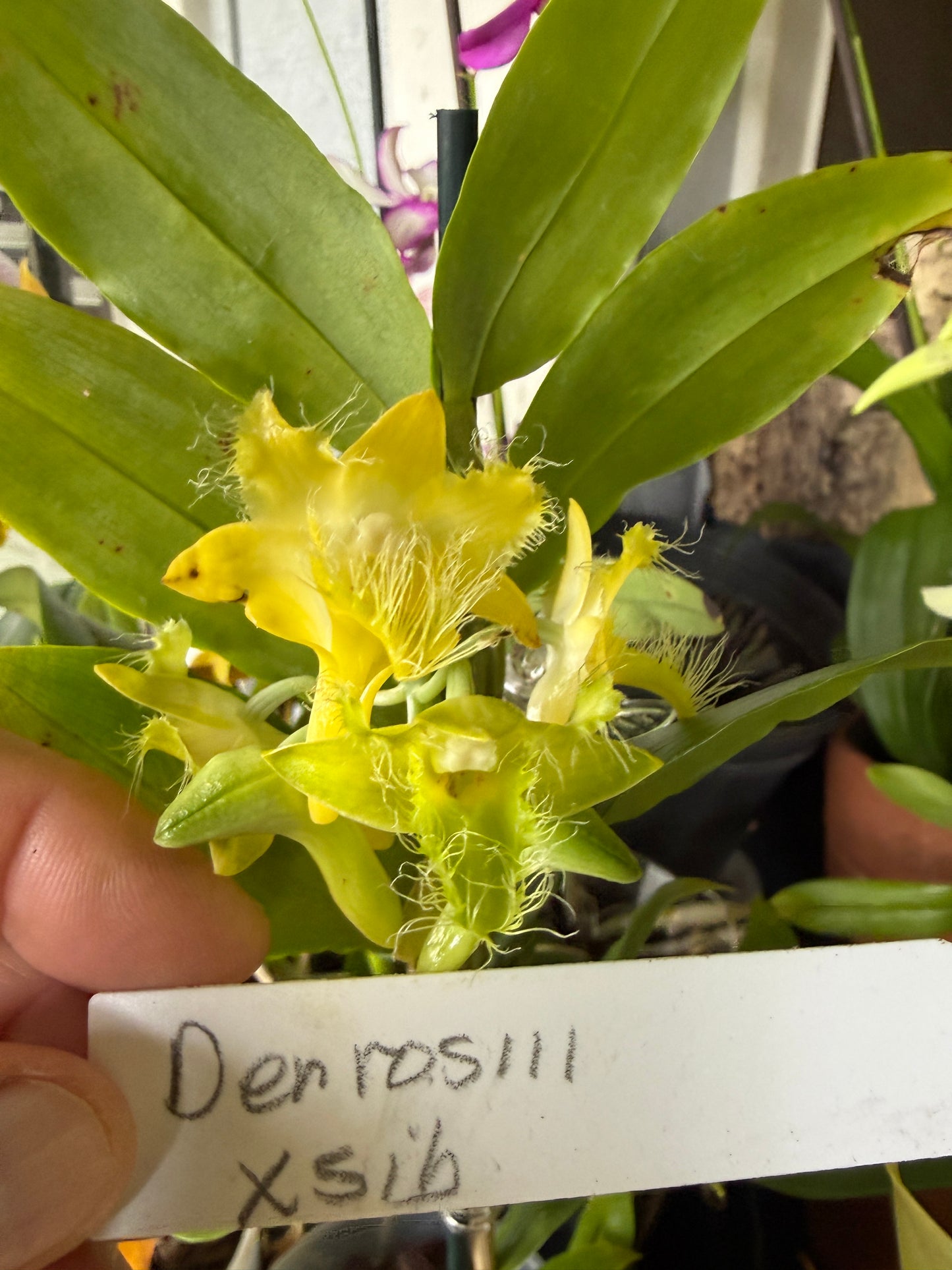 Den. roslii species orchid (fuzzy hairlike petals)