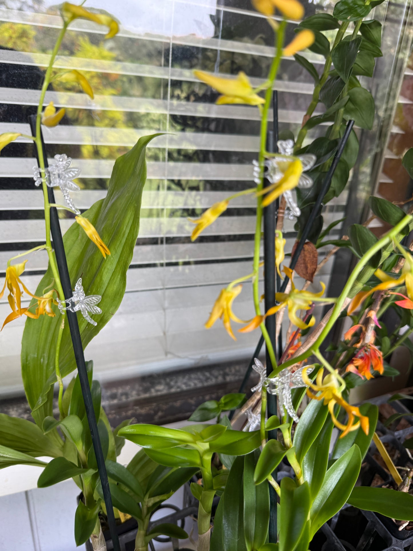 Den. tangerinum species orchid