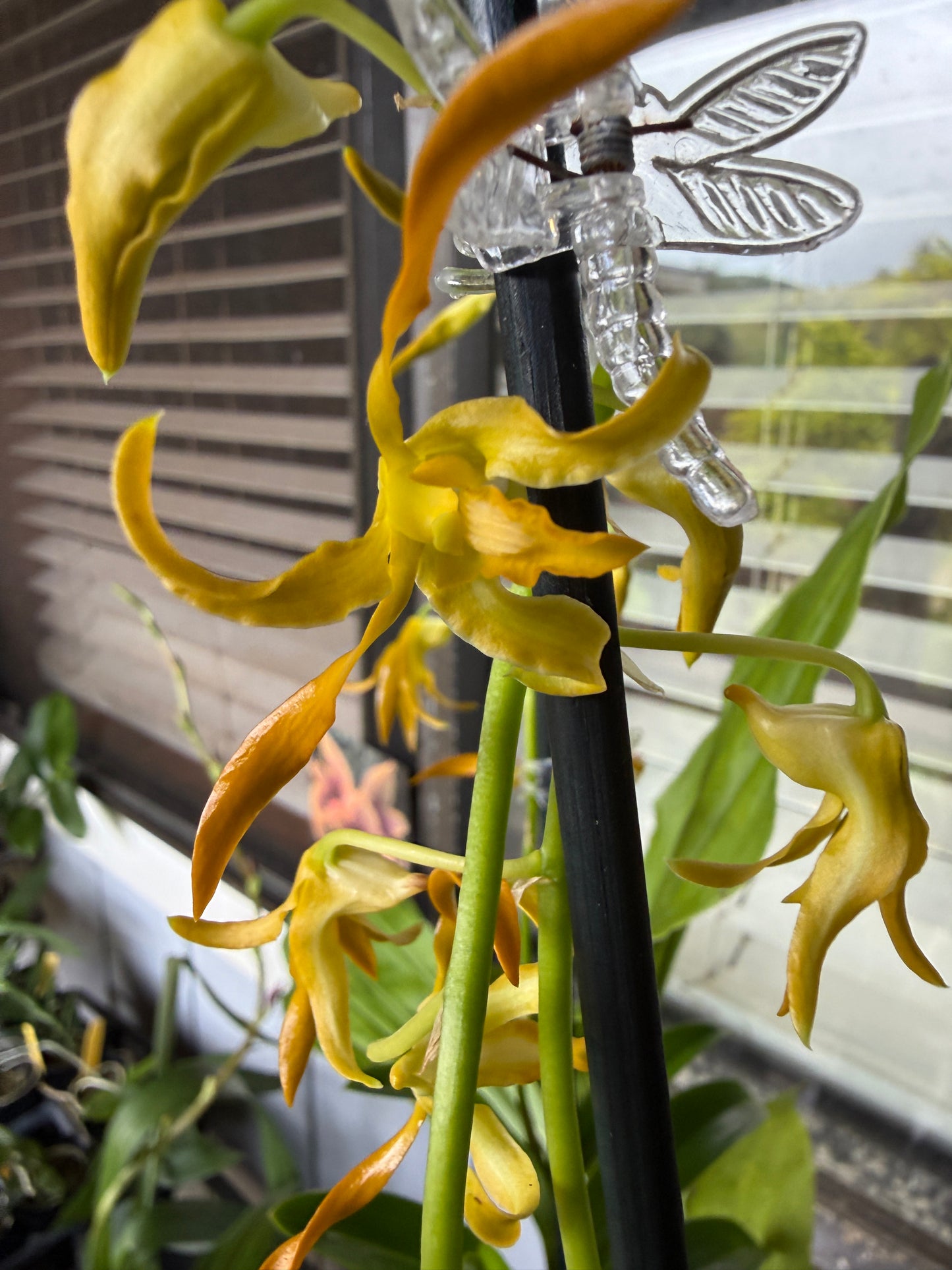 Den. tangerinum species orchid