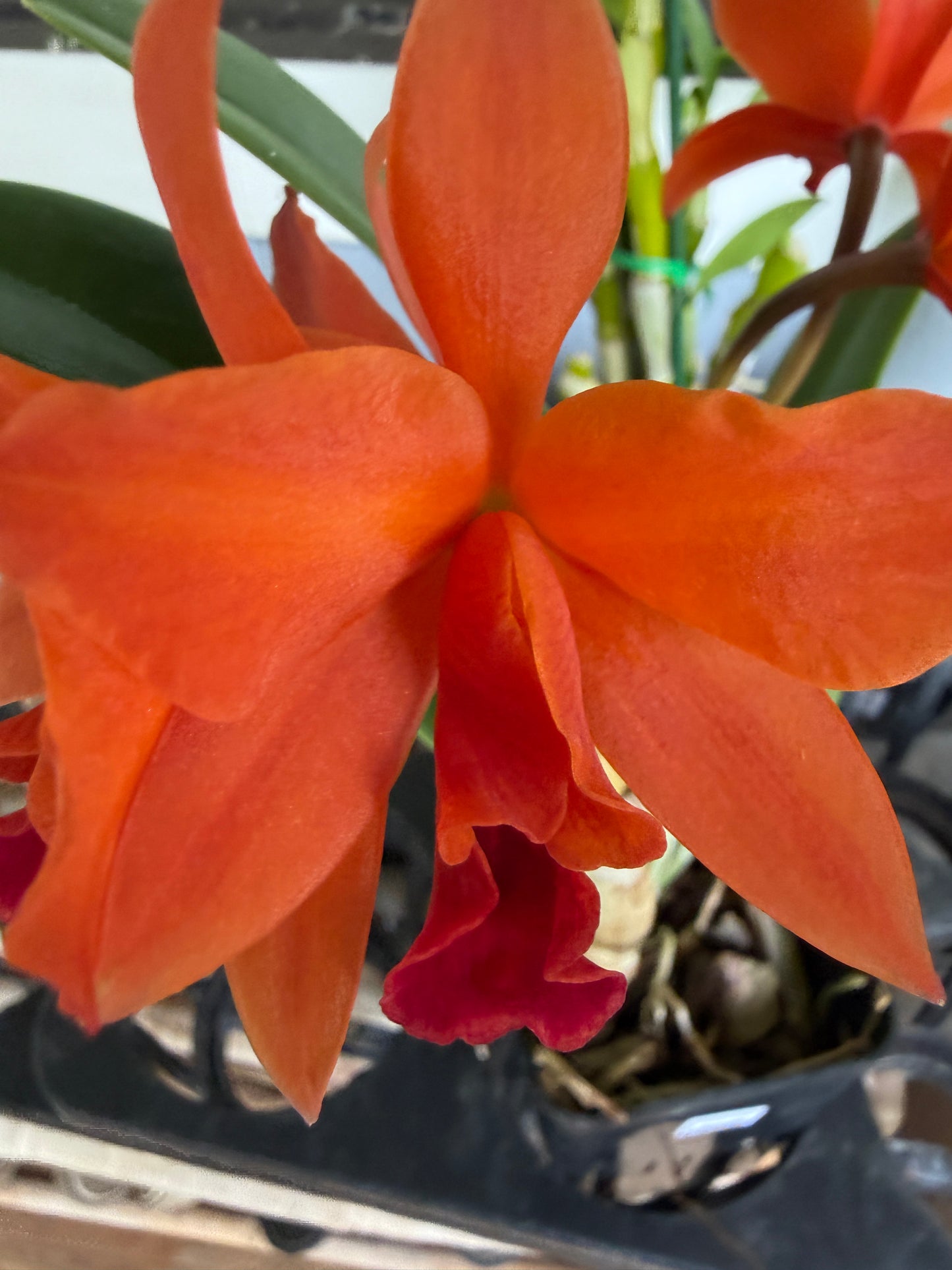 Lc. Firedance Patricia red/orange orchid