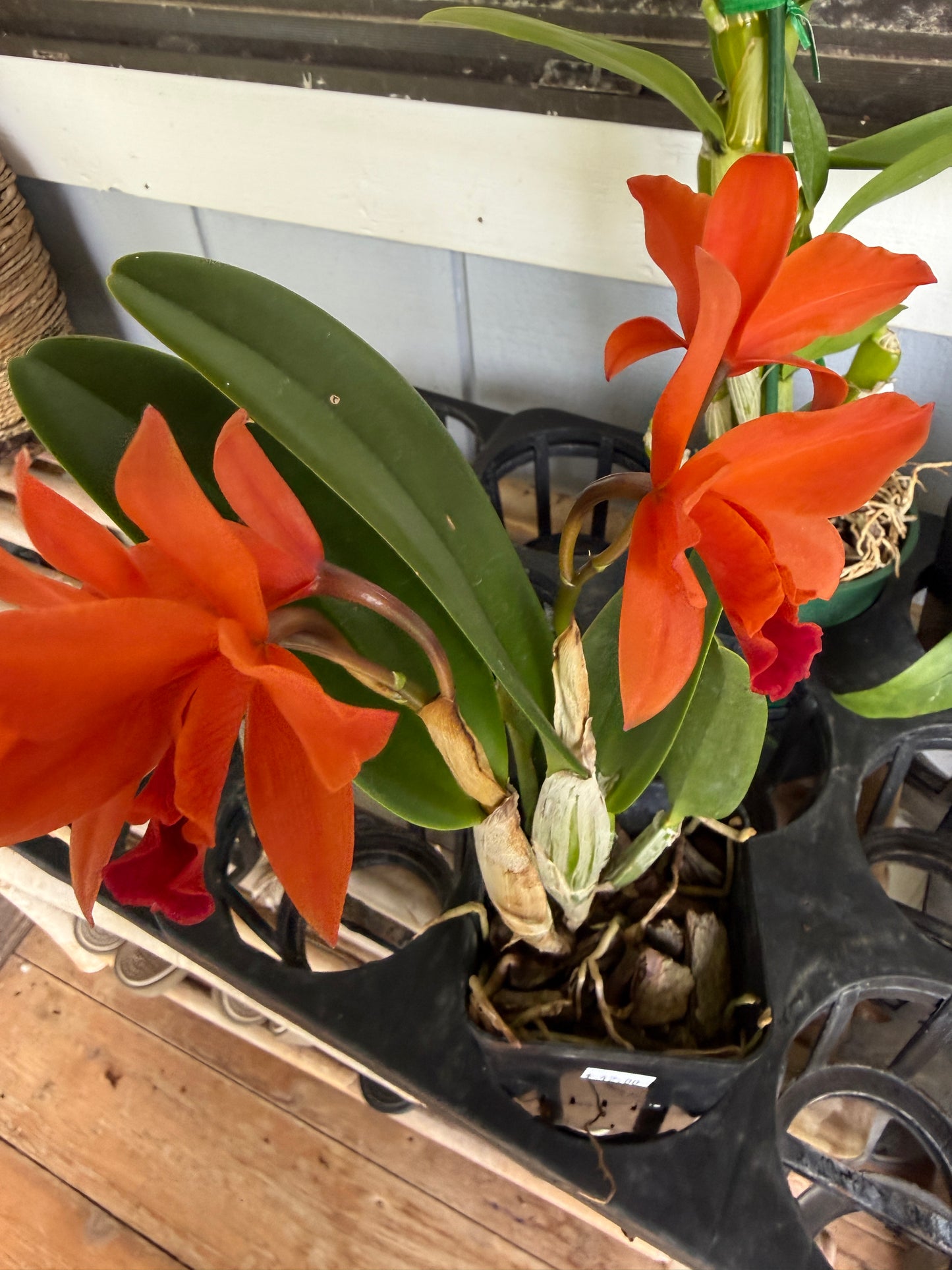 Lc. Firedance Patricia red/orange orchid