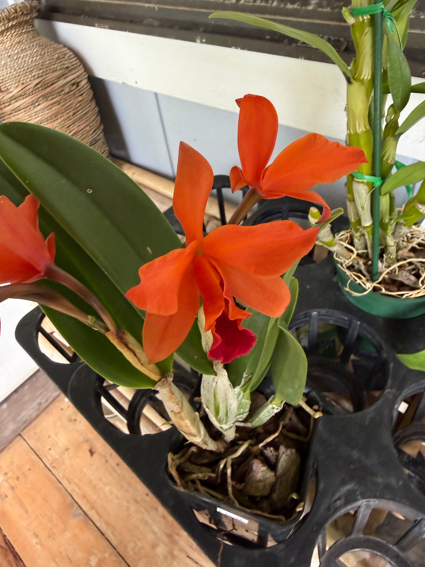 Lc. Firedance Patricia red/orange orchid