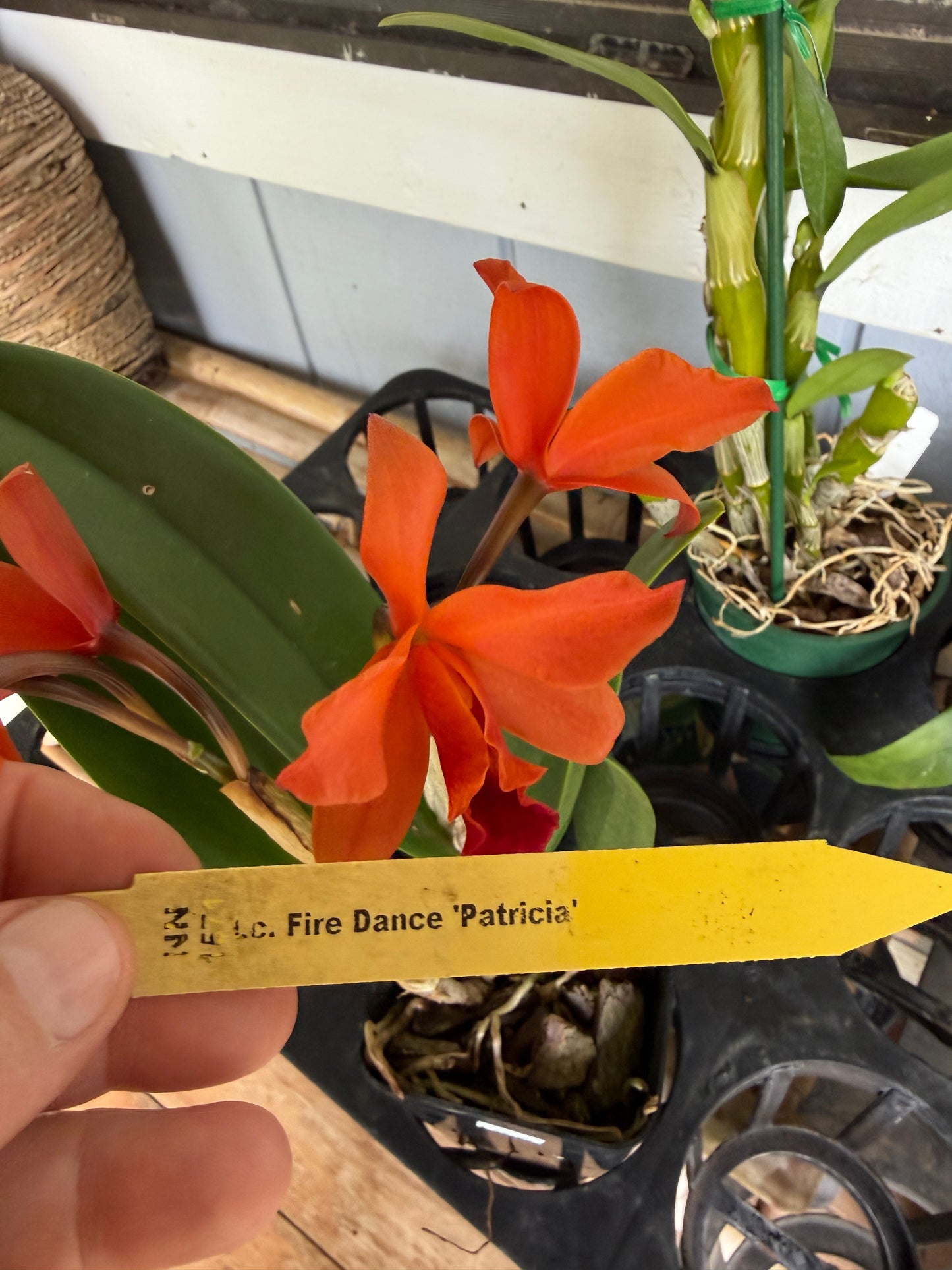 Lc. Firedance Patricia red/orange orchid