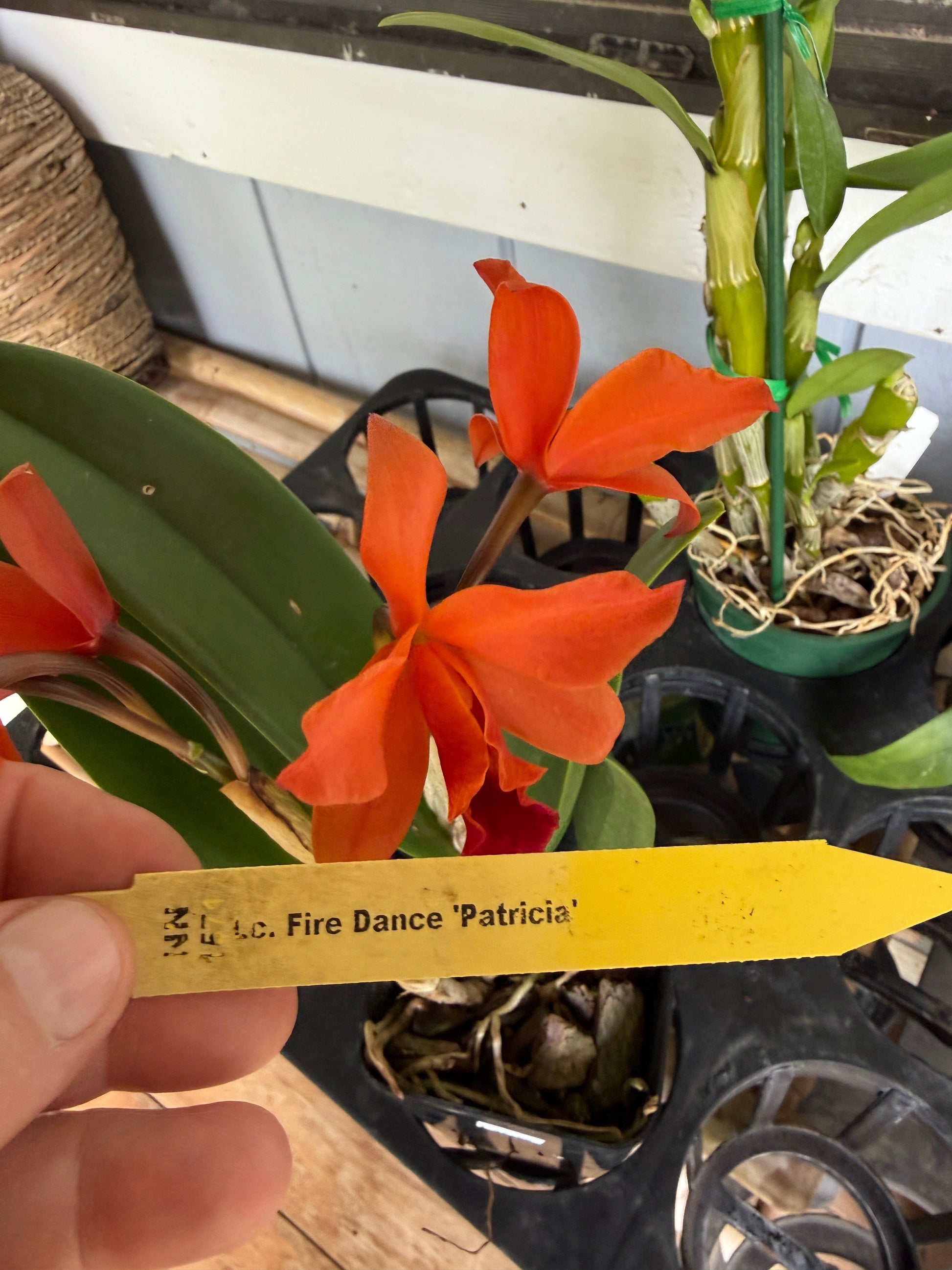 Lc. Firedance Patricia red/orange orchid