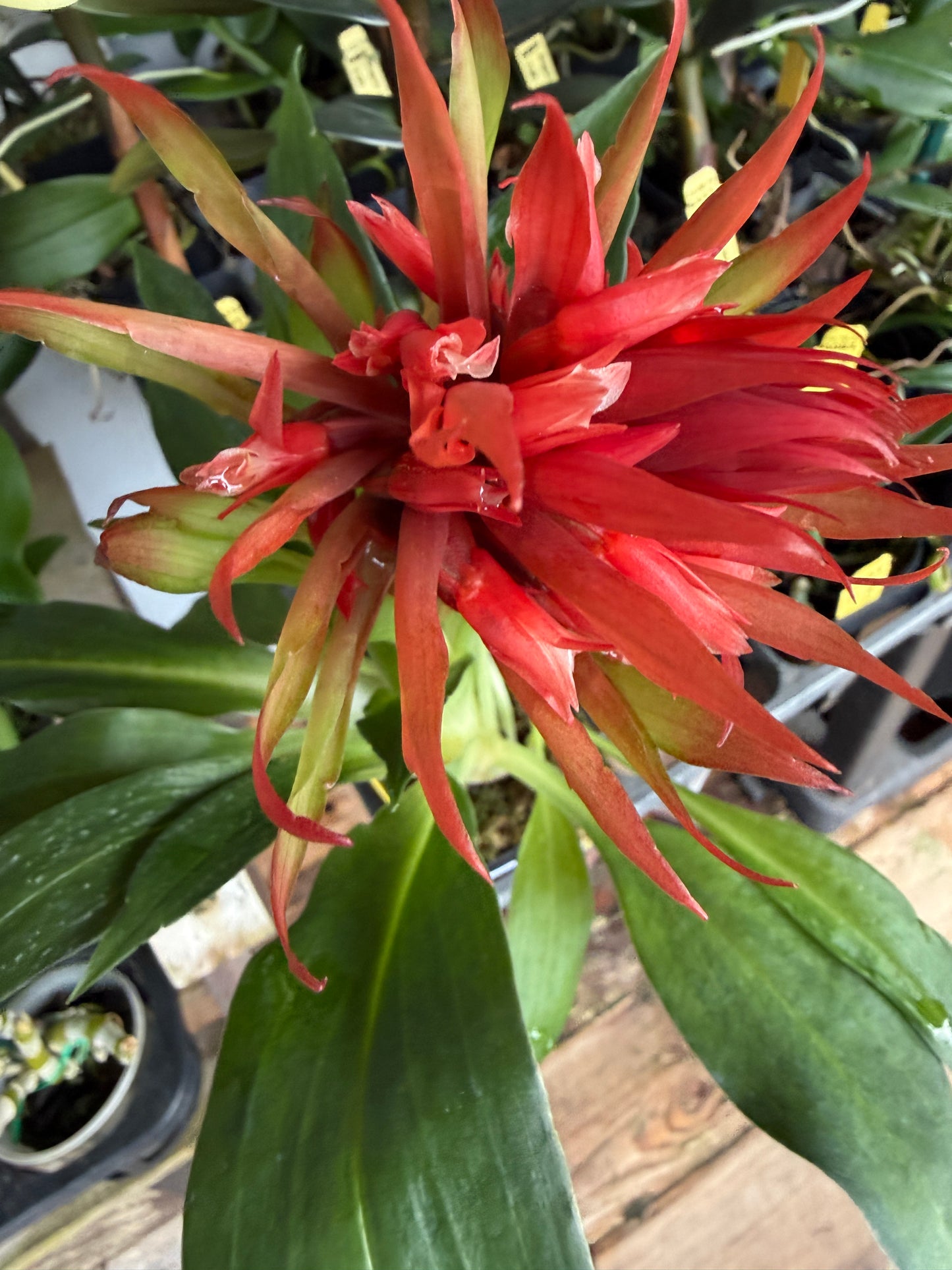 Stenorrhyncos speciosum