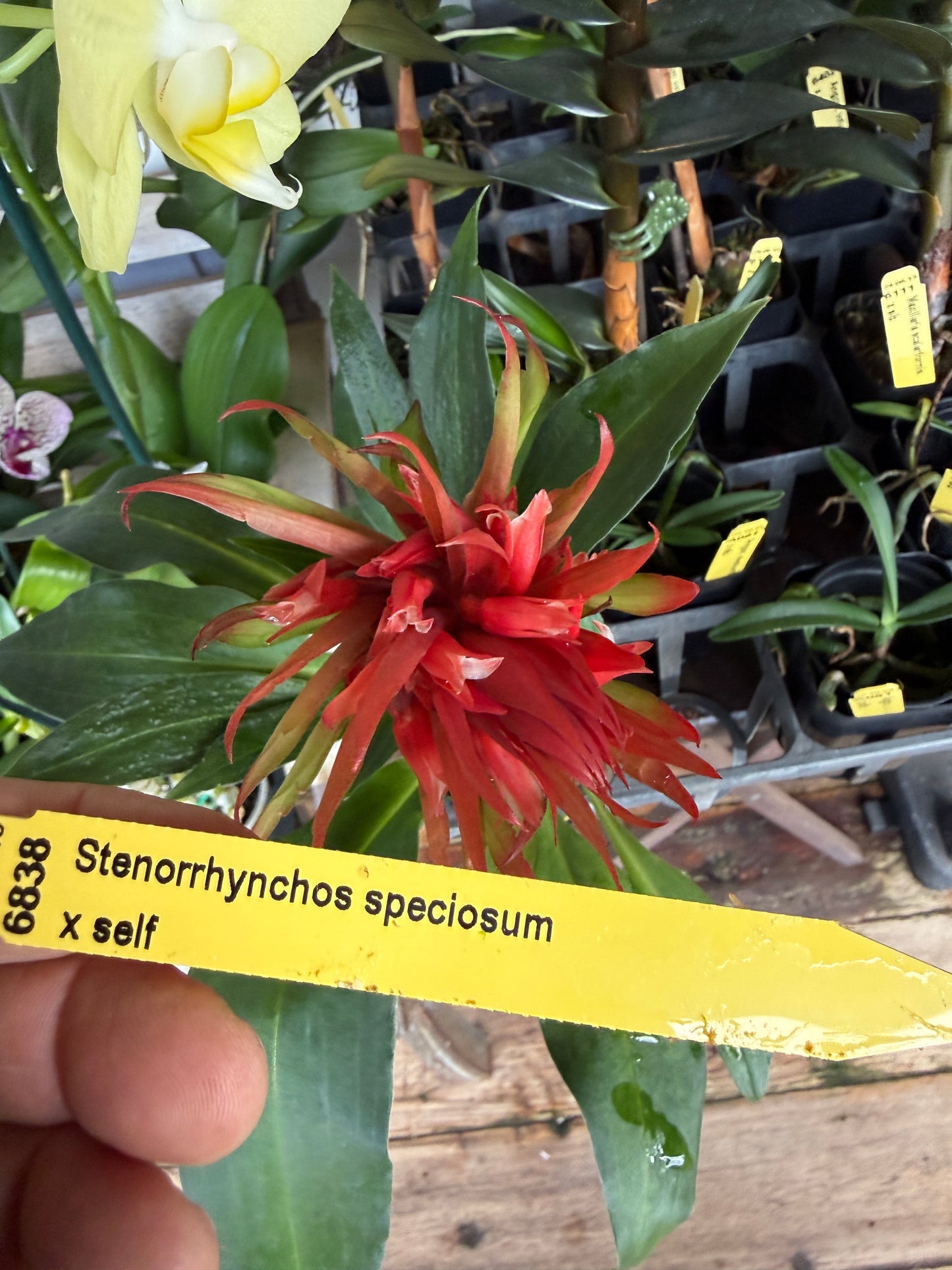 Stenorrhyncos speciosum