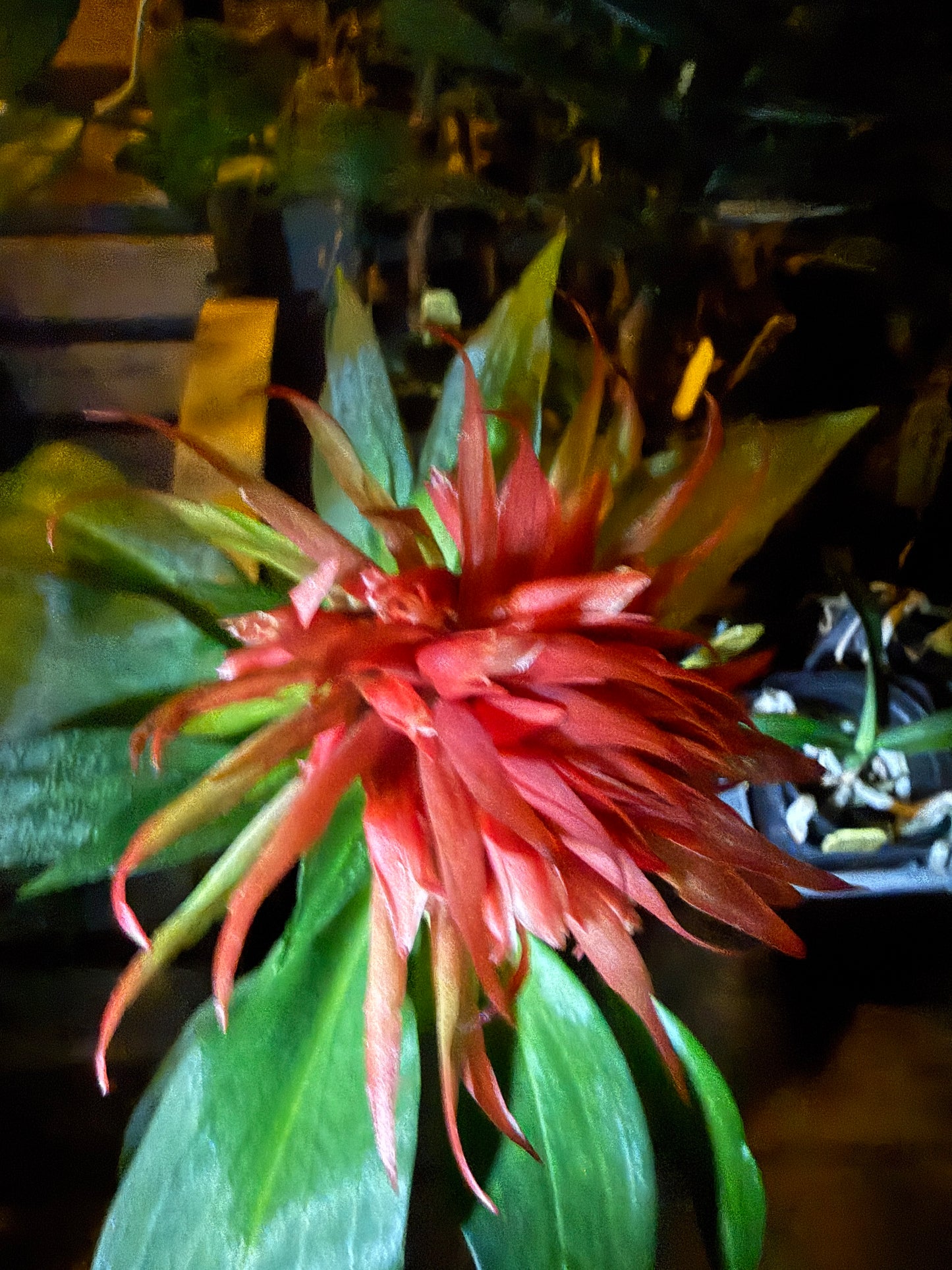 Stenorrhyncos speciosum