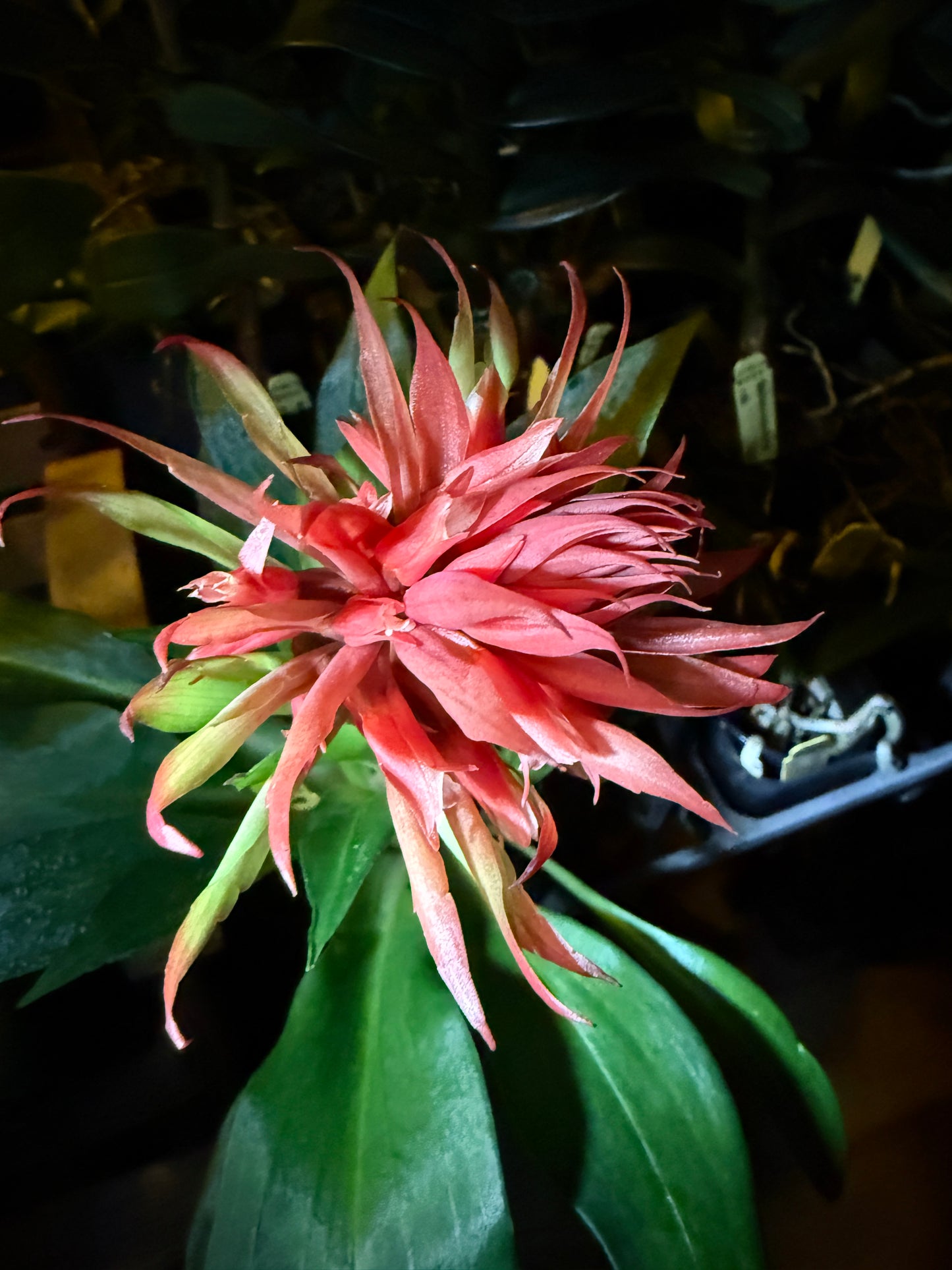 Stenorrhyncos speciosum