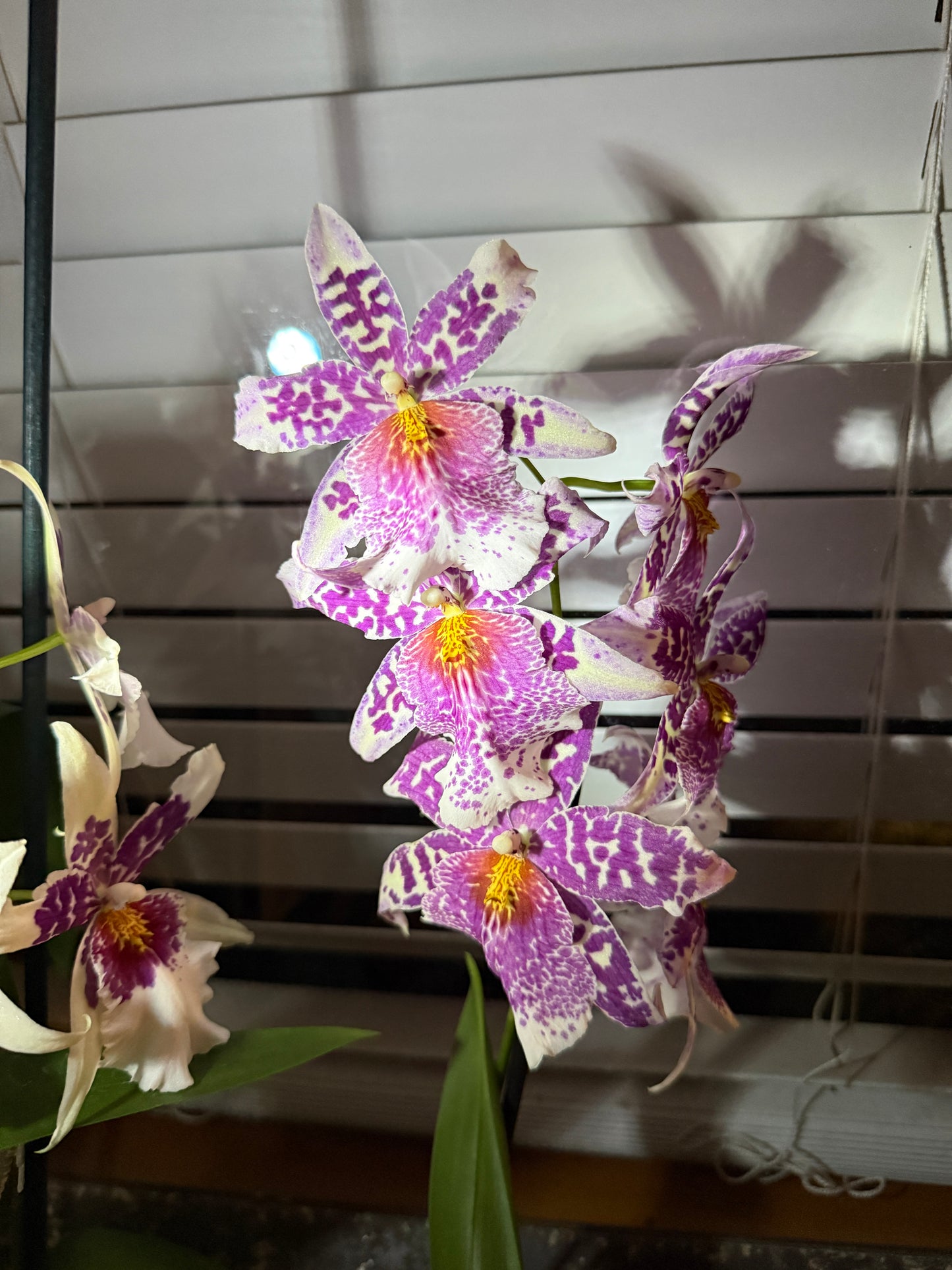 Bllra. Big Shot 'Pink Panther' orchid