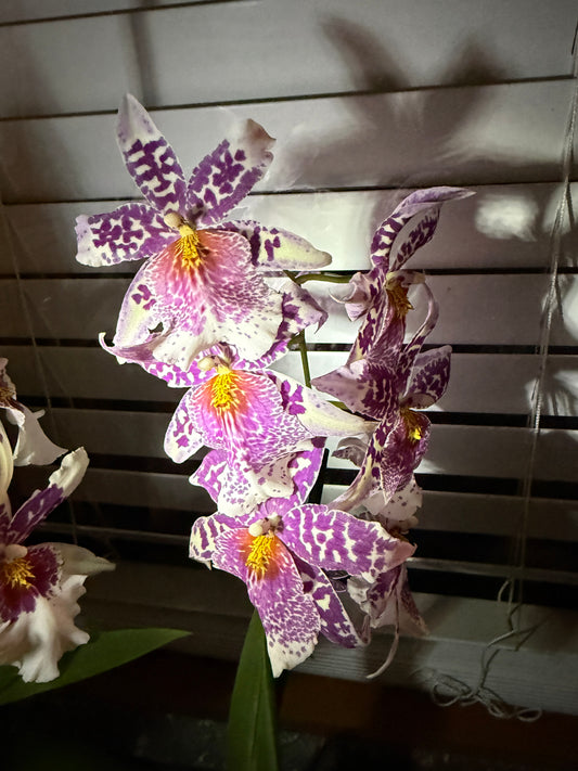 Bllra. Big Shot 'Pink Panther' orchid