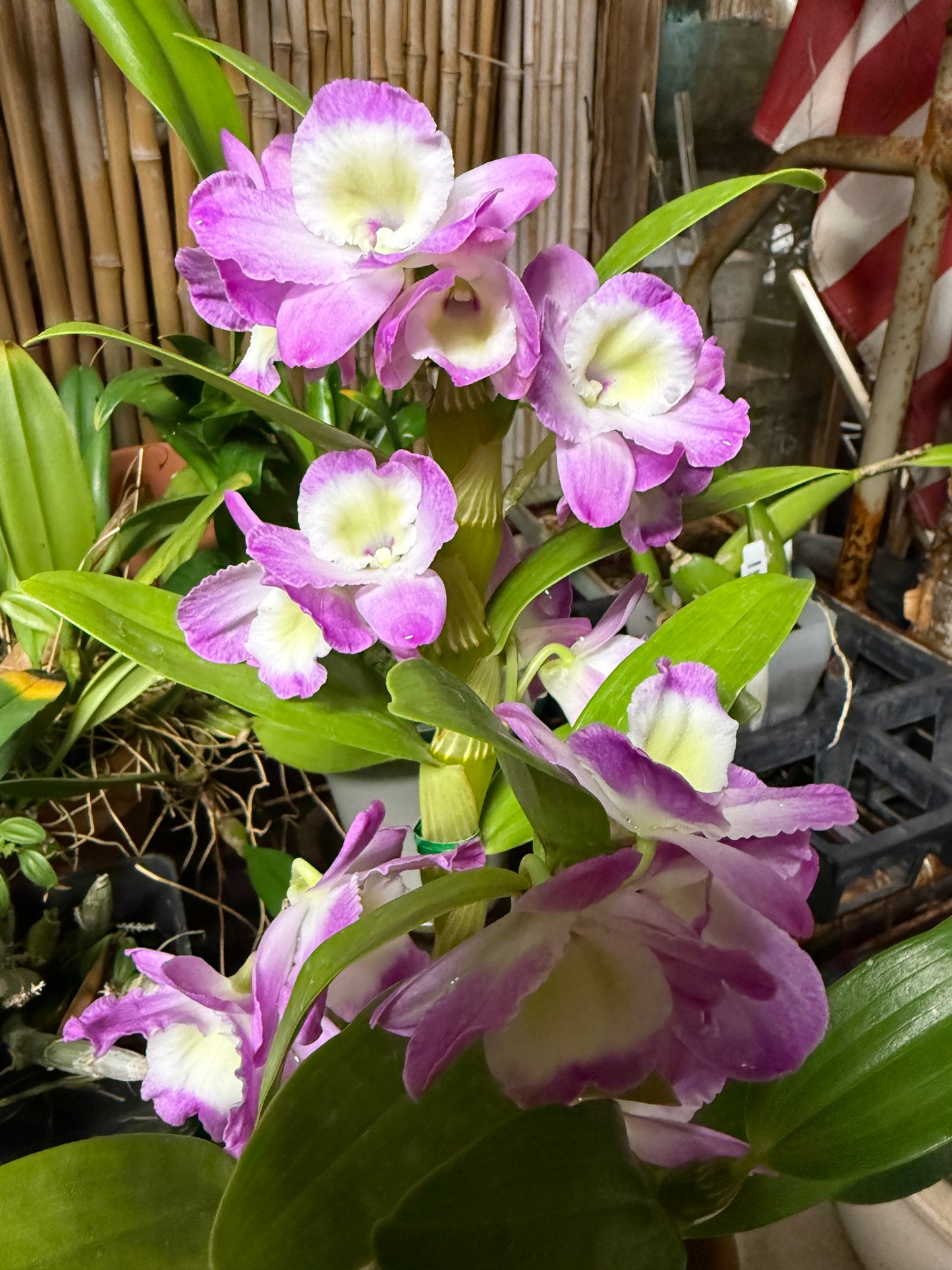 Dendrobium Violet Fizz 'Luna' orchid mild fragrance