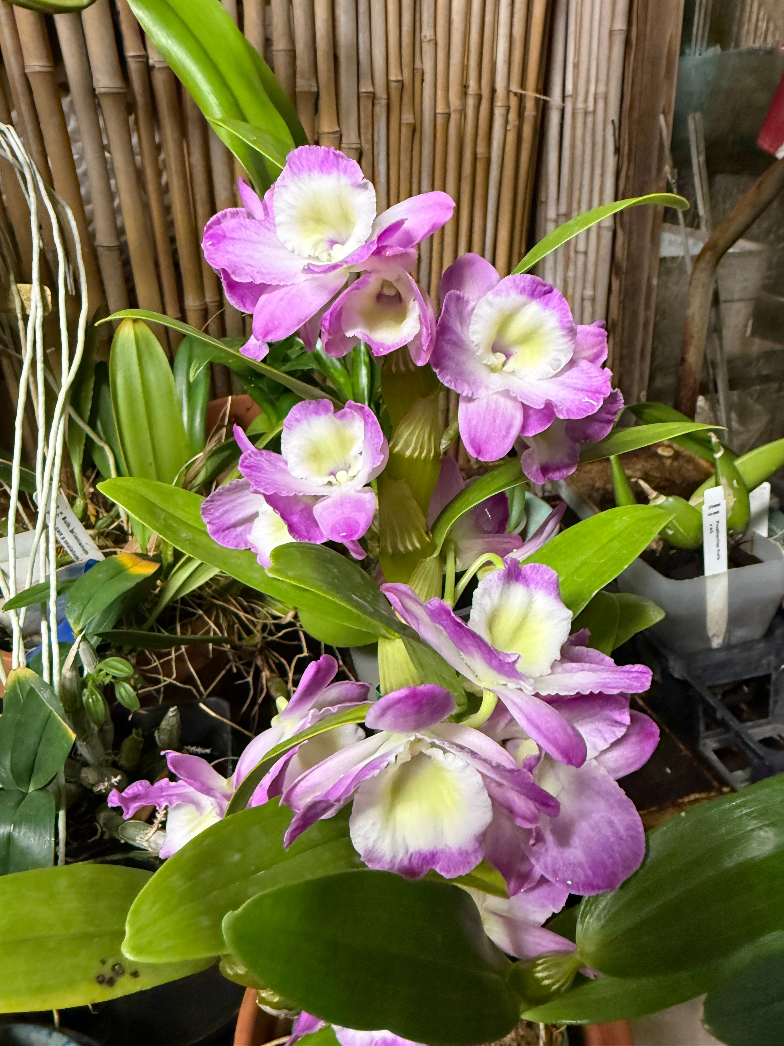 Dendrobium Violet Fizz 'Luna' orchid mild fragrance – Orchid Alley