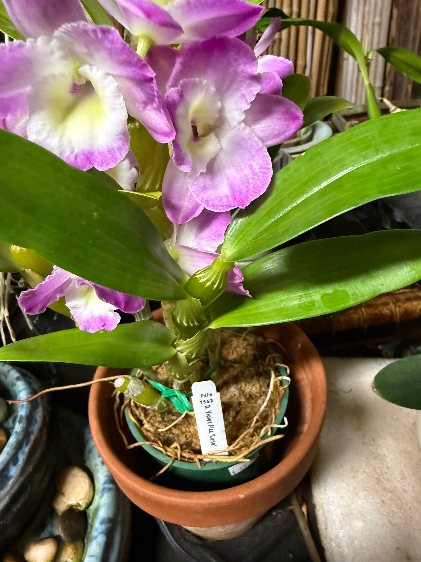 Dendrobium Violet Fizz 'Luna' orchid mild fragrance