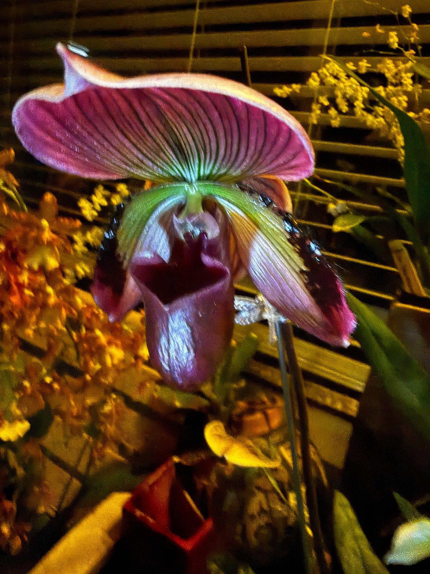 Paph. (Magic Cherry x Voodoo Magic) x (Magic Cherry x Hsinying Rainbow) hybrid orchid
