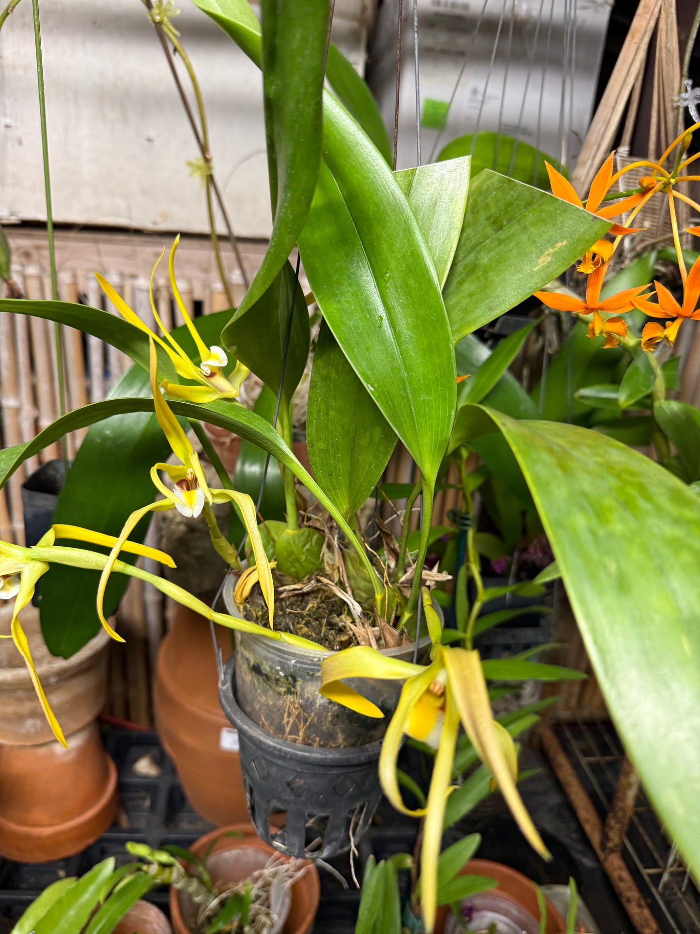 Maxillaria endresii species orchid