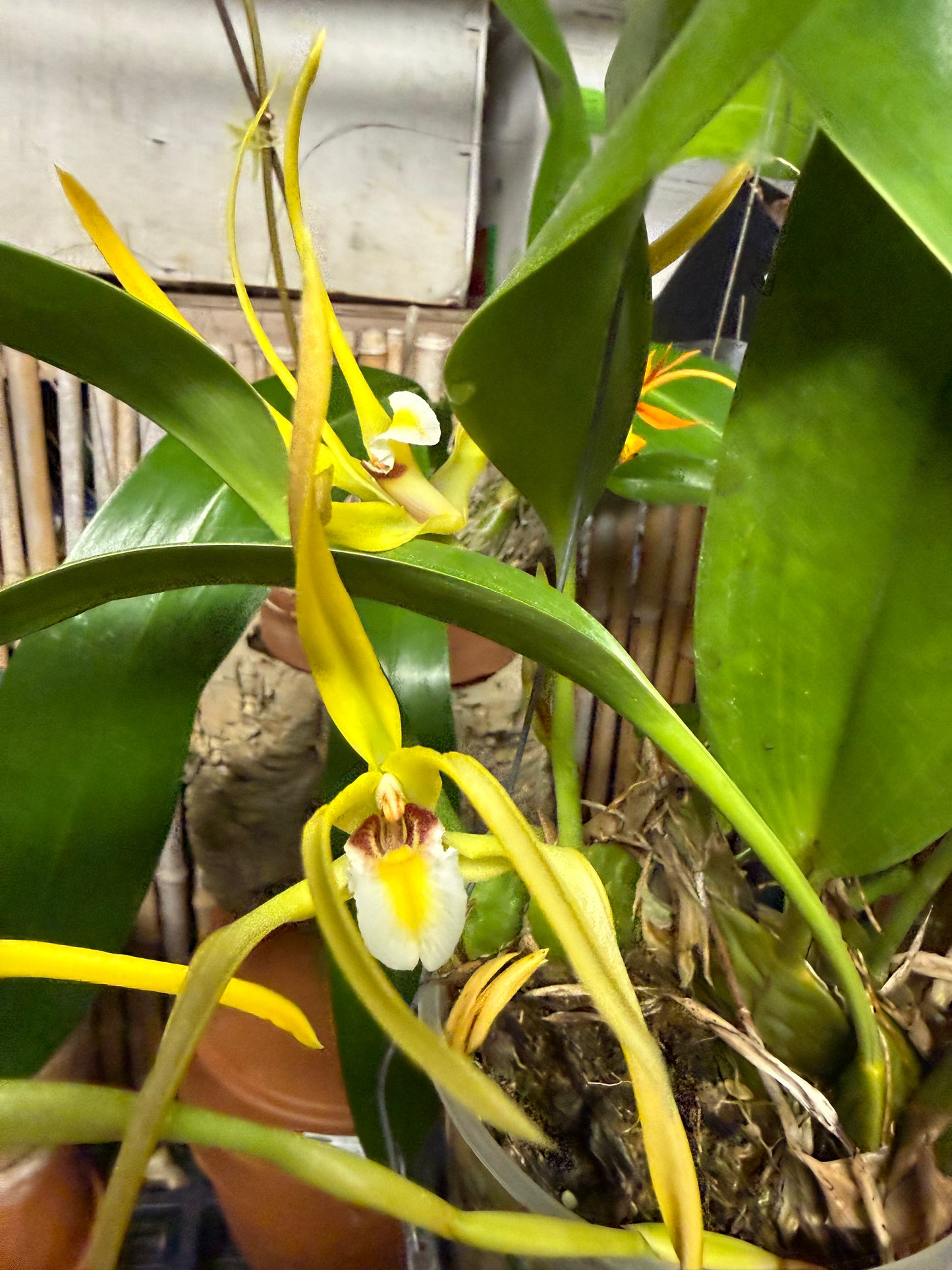 Maxillaria endresii species orchid