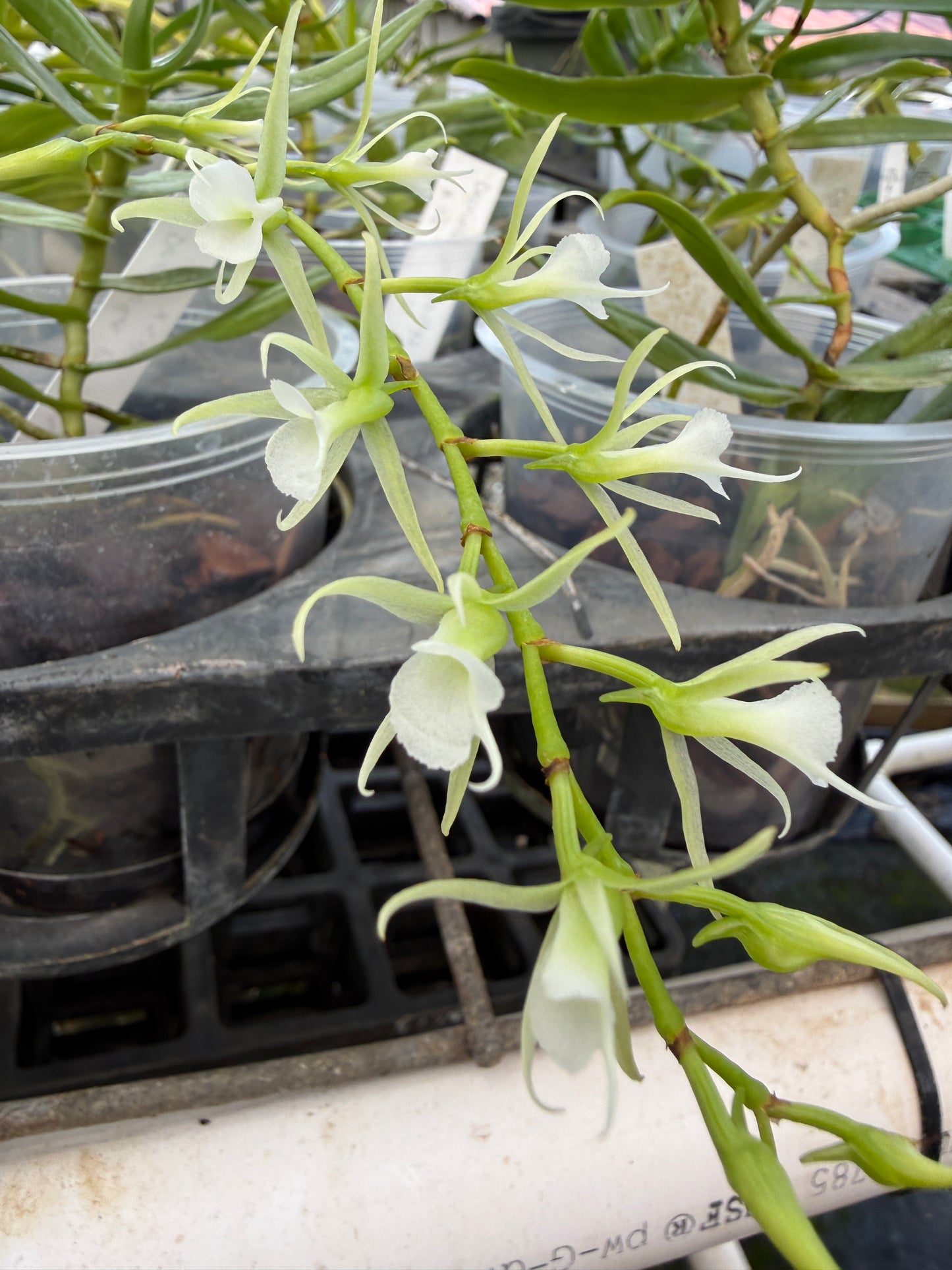 Oeoniella Polystachys rare species orchid