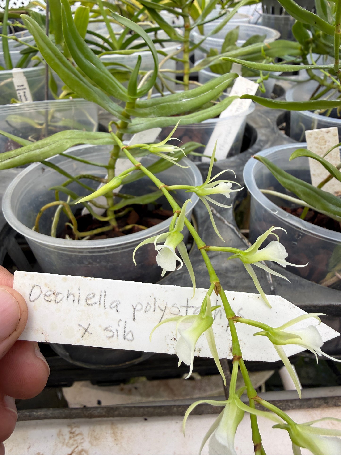 Oeoniella Polystachys rare species orchid
