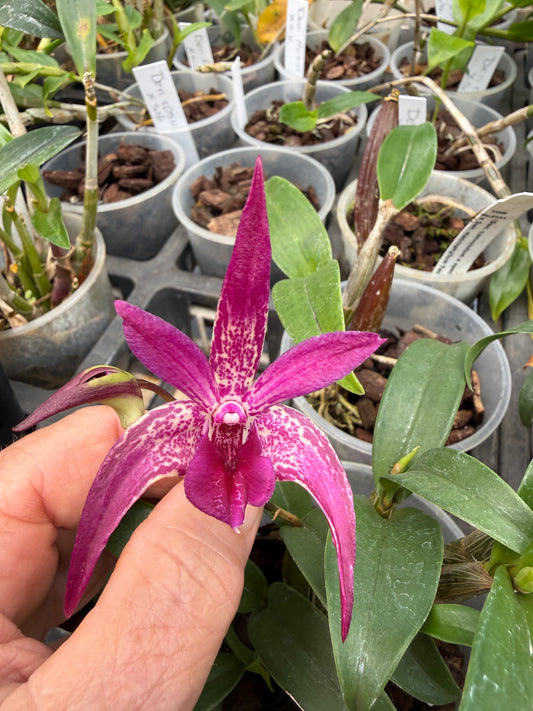 Den. Victorian Jazz orchid (multi spike)