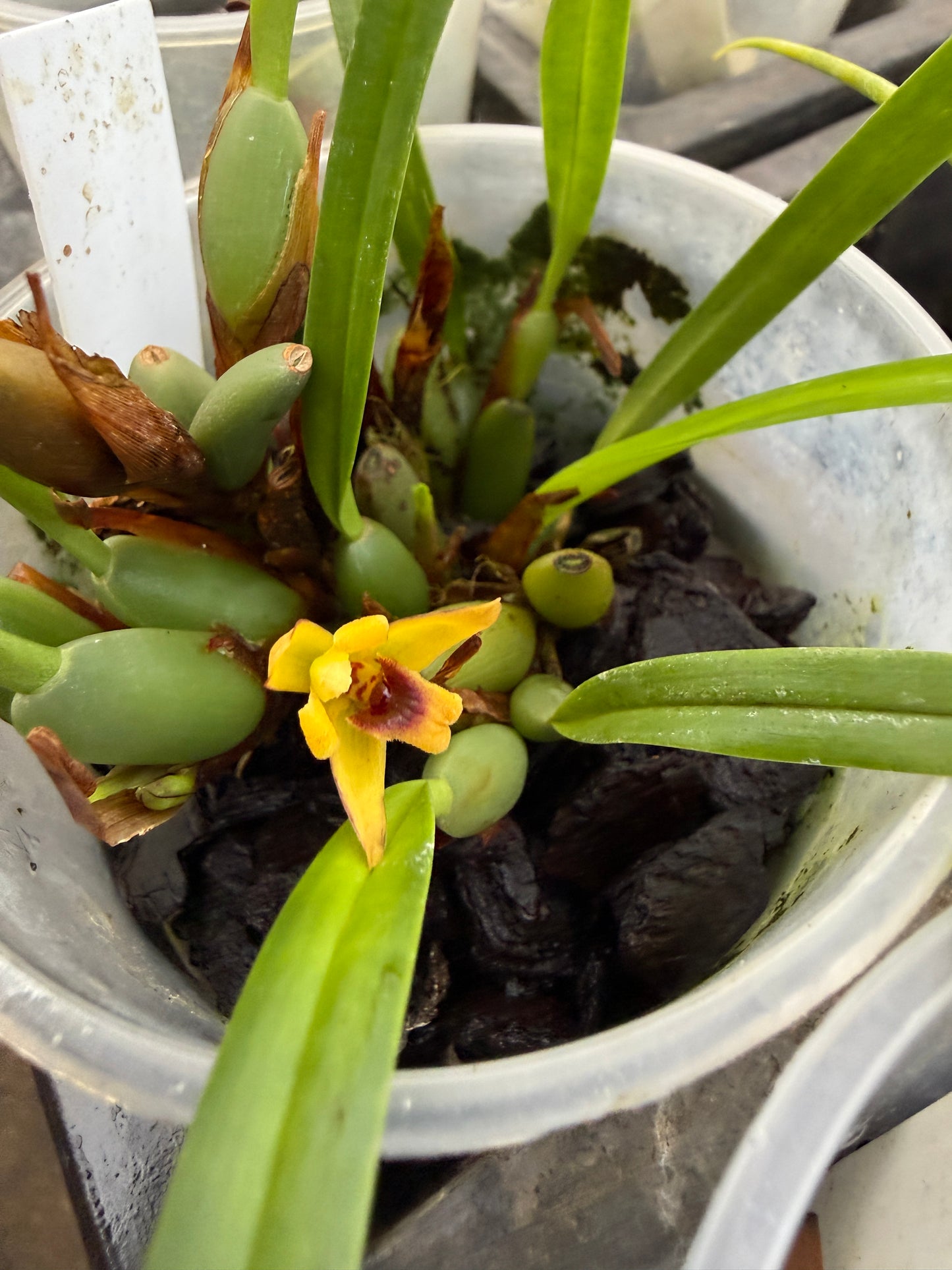 Maxillaria caespitifica fragrant species orchid