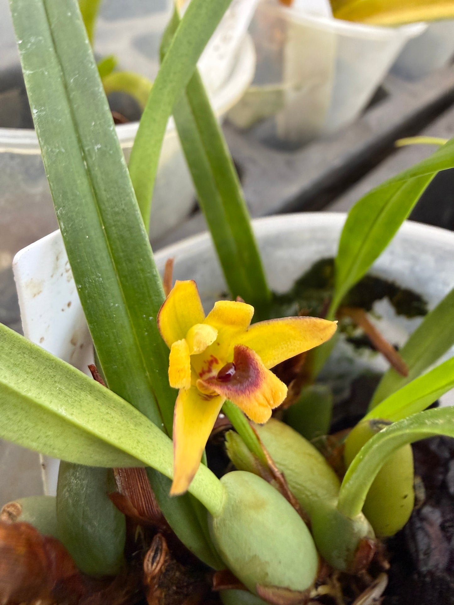 Maxillaria caespitifica fragrant species orchid
