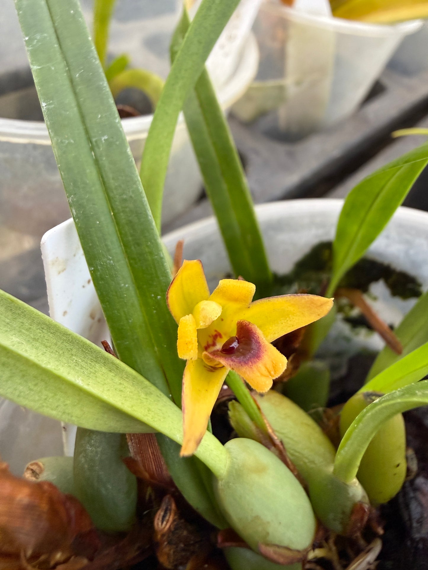 Maxillaria caespitifica fragrant species orchid