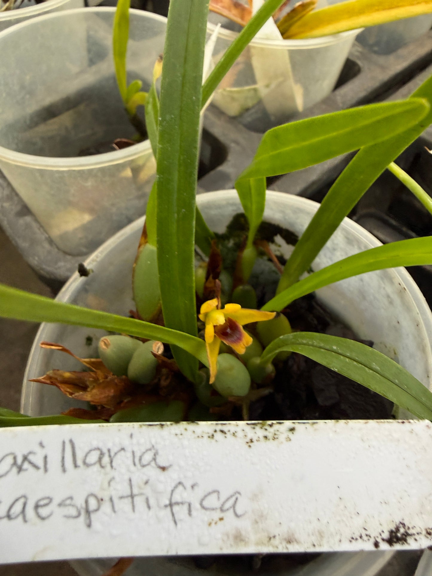 Maxillaria caespitifica fragrant species orchid