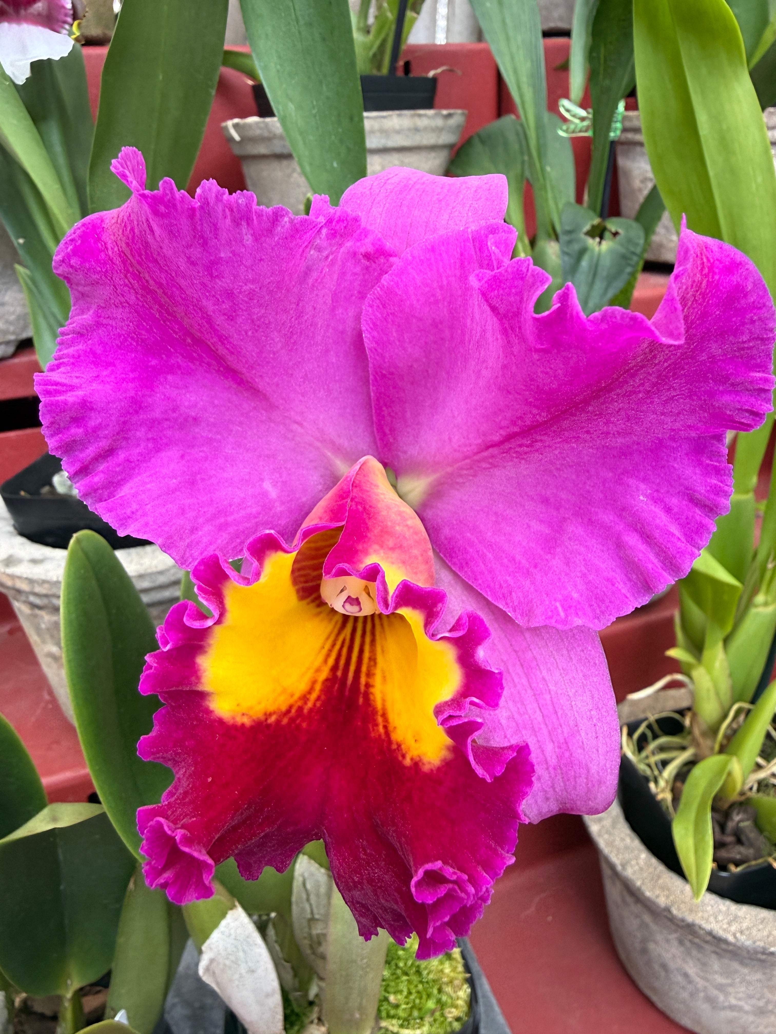 Rlc. Dick Smith 'Dark Beauty' large fragrant flowers – Orchid Alley