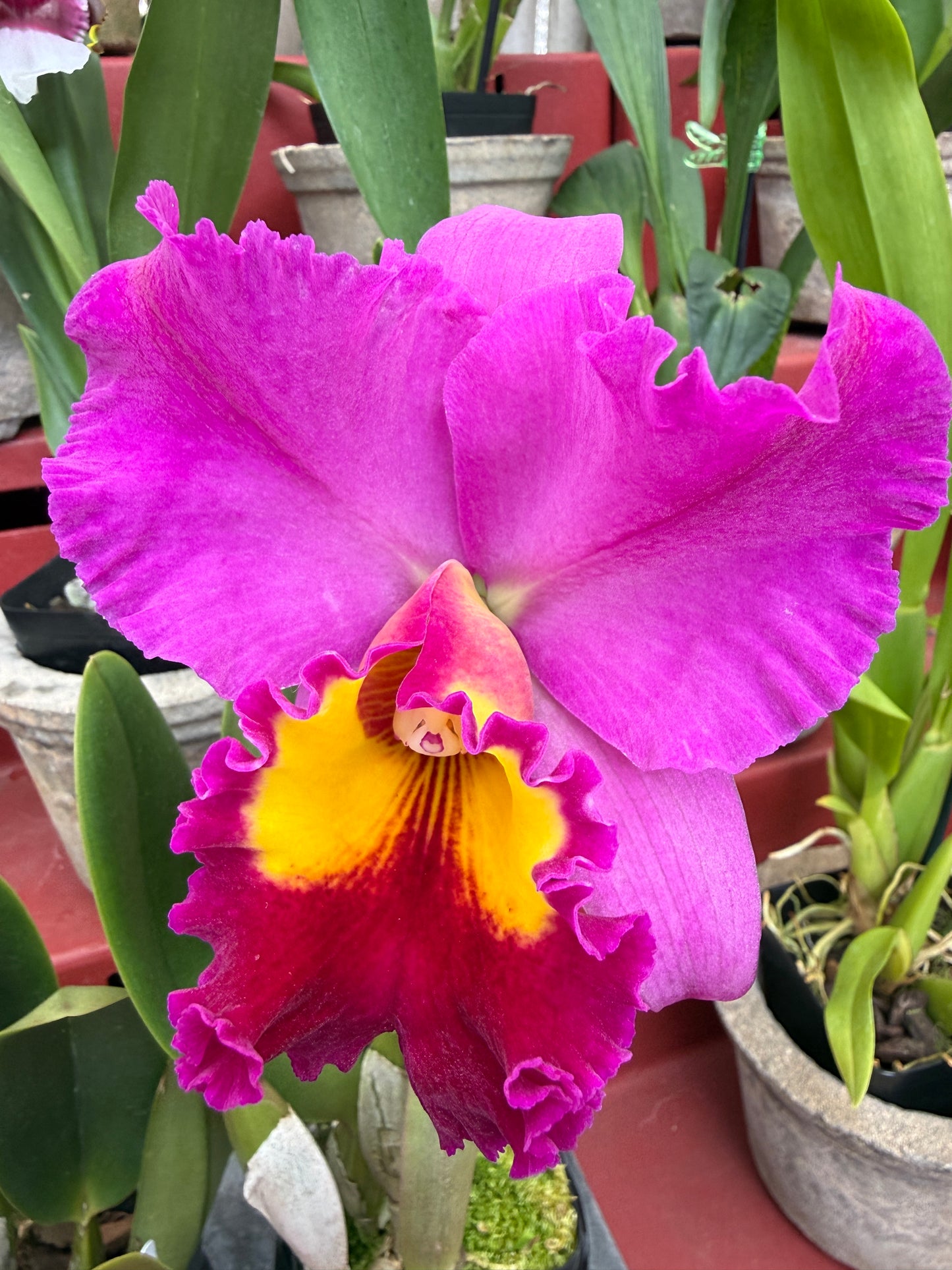 Rlc. Dick Smith 'Dark Beauty' large fragrant flowers