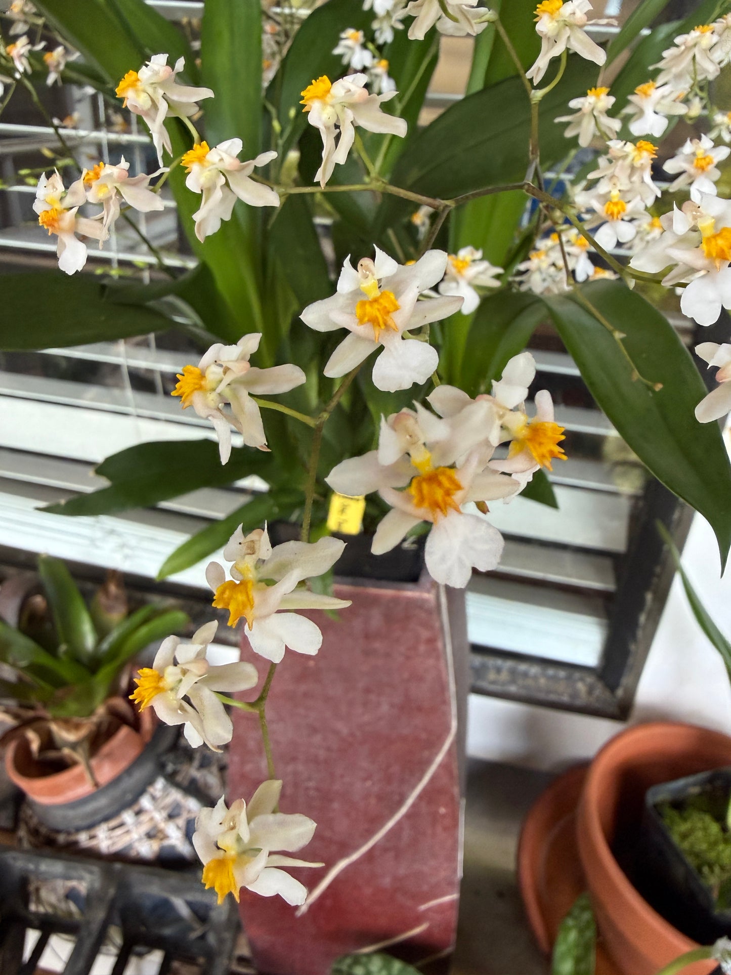 Onc. Tsiku Marguerite wonderfully fragrant 5-12 spikes!