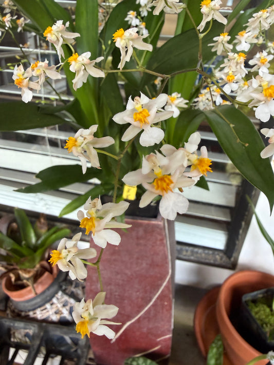 Onc. Tsiku Marguerite wonderfully fragrant 5-12 spikes!