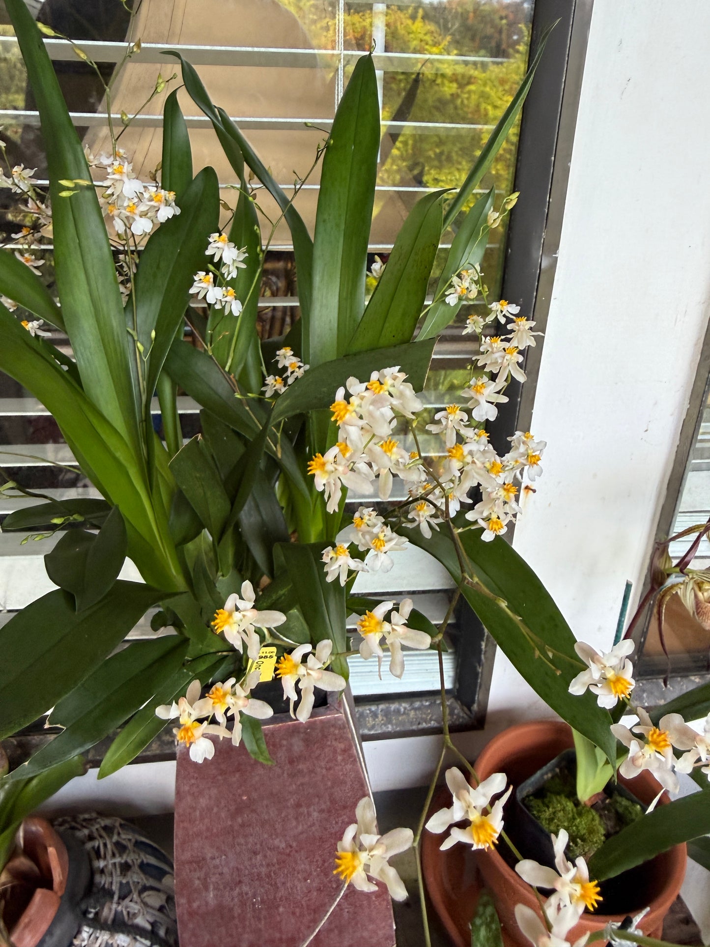 Onc. Tsiku Marguerite wonderfully fragrant 5-12 spikes!