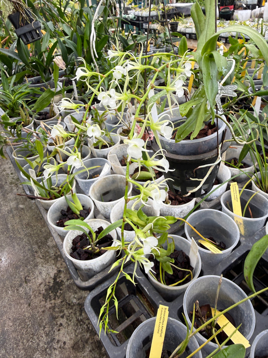 Oeoniella Polystachys rare species orchid