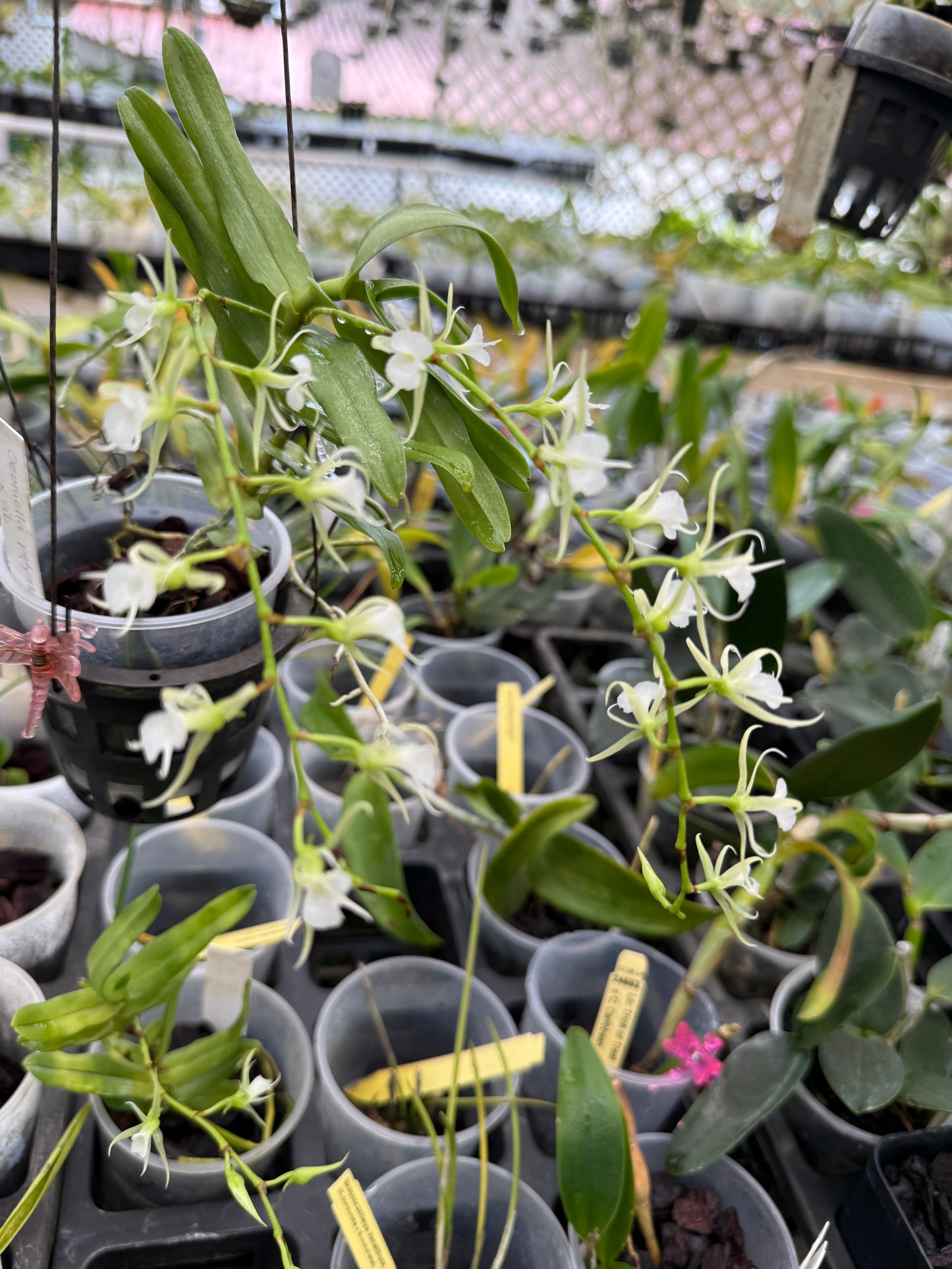 Oeoniella Polystachys rare species orchid