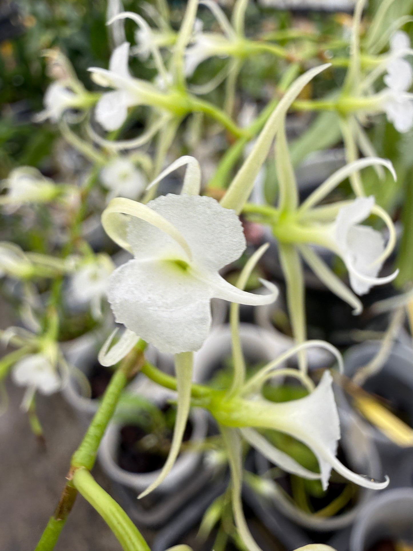Oeoniella Polystachys rare species orchid
