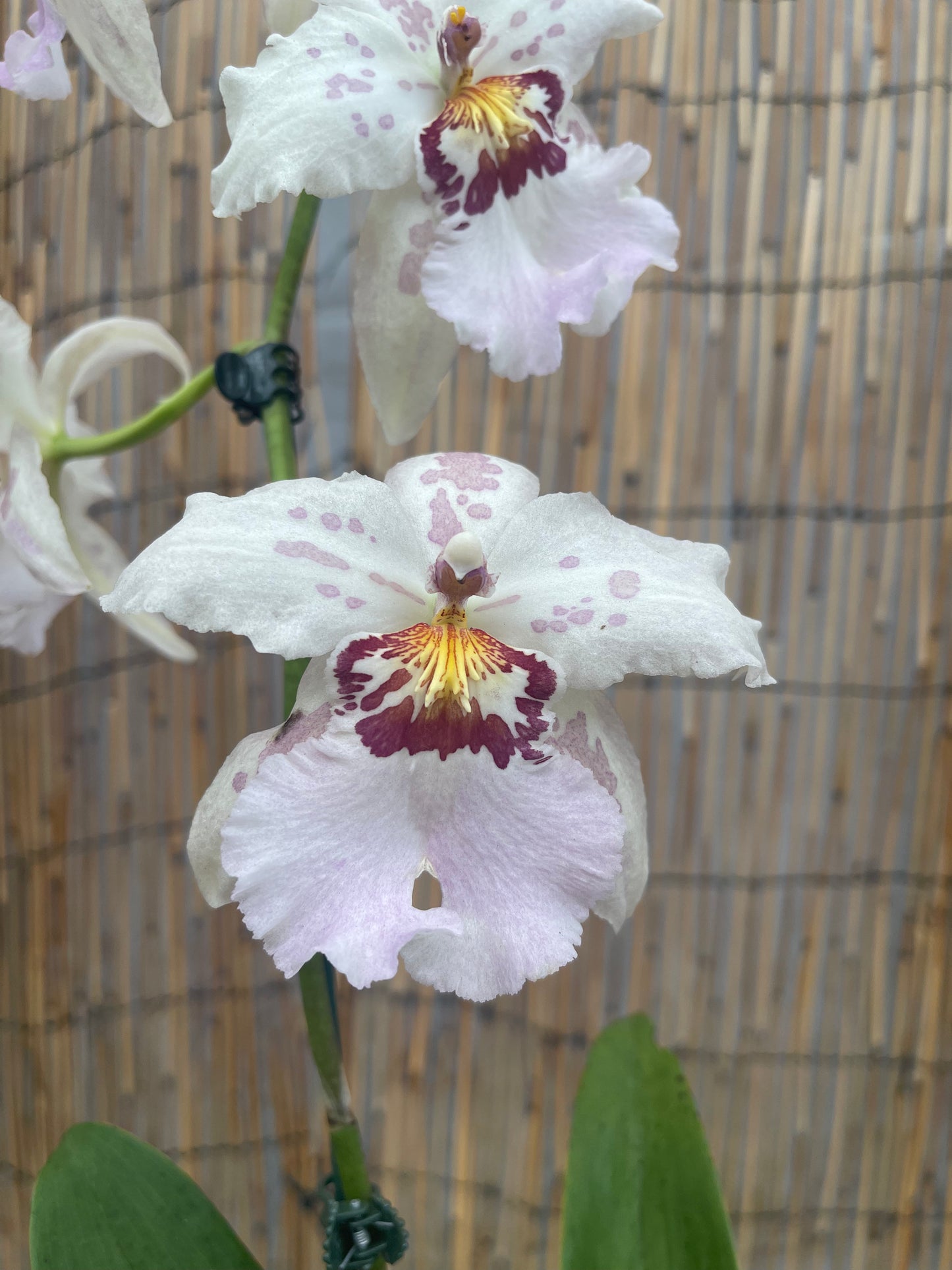 Bllra. Hawaiian Nights orchid