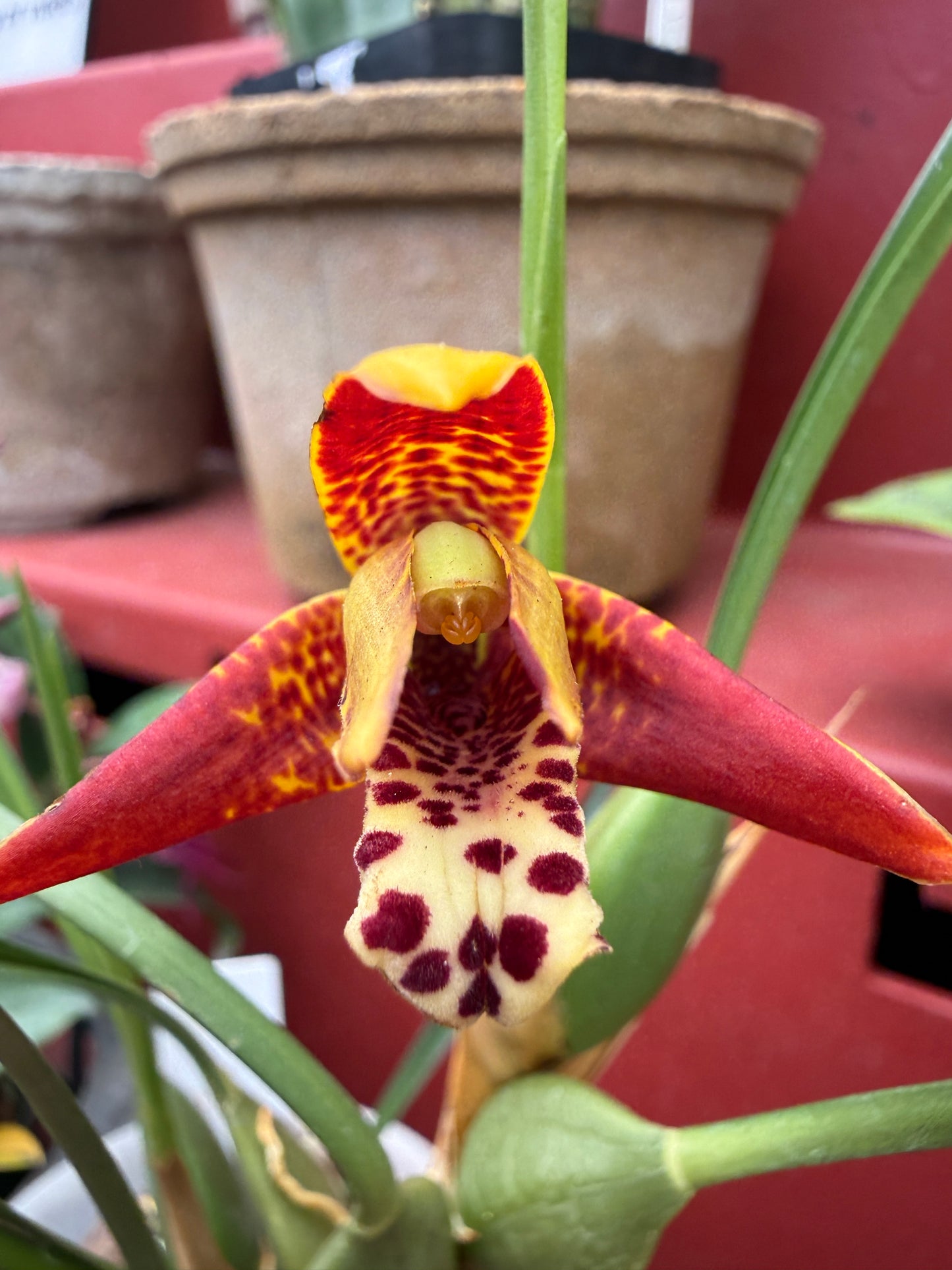 Maxillaria Tenuifolia 'red variety'- The Coconut Scented Orchid (Fragrant)