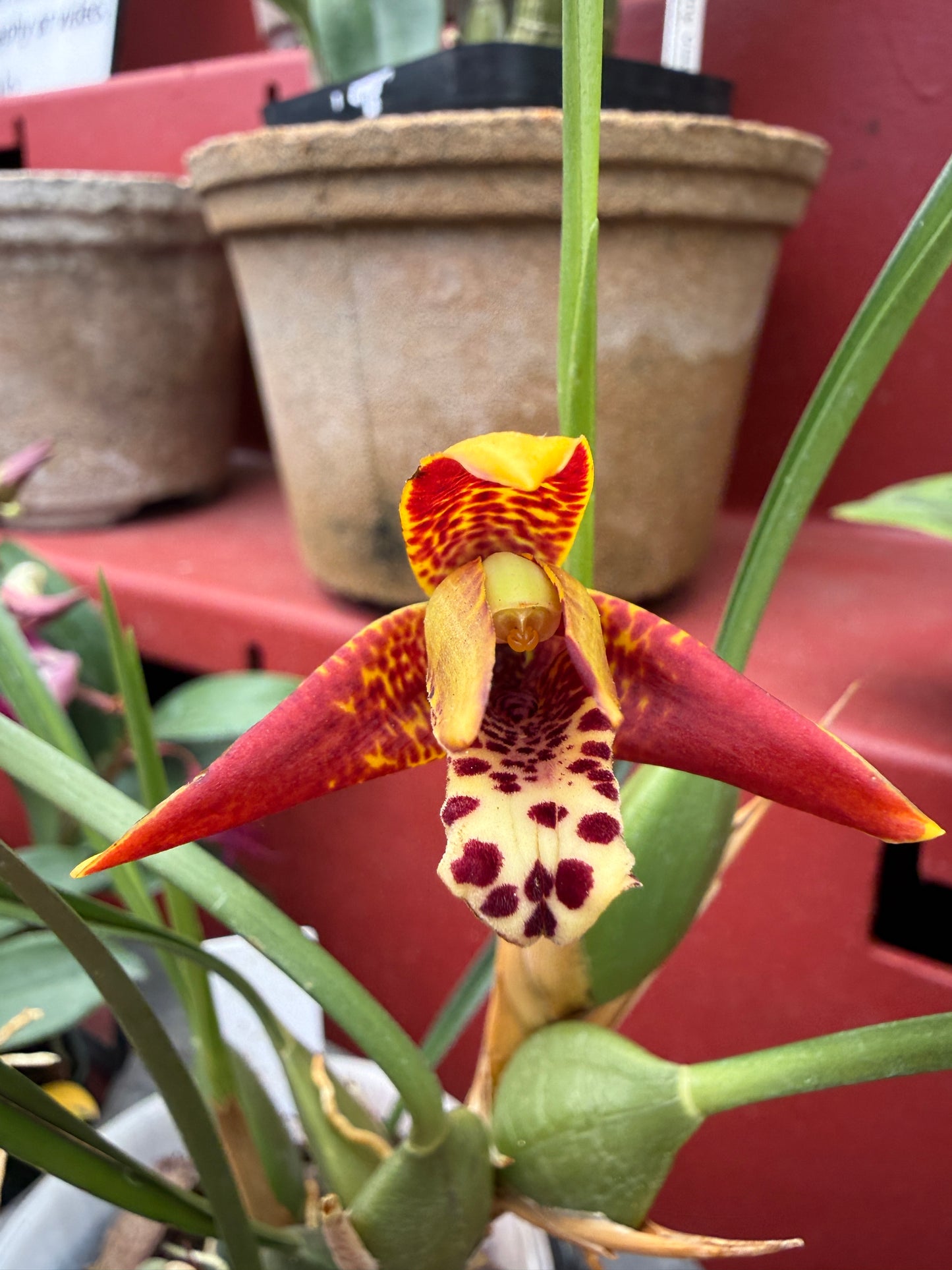 Maxillaria Tenuifolia 'red variety'- The Coconut Scented Orchid (Fragrant)