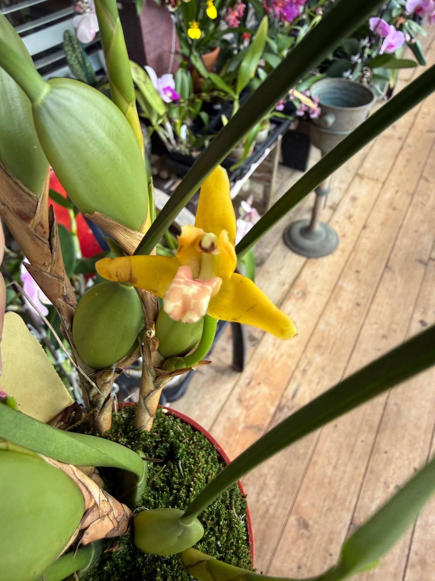 Maxillaria tenuifolia ‘Yamada’ The yellow coconut orchid (smells like coconut)