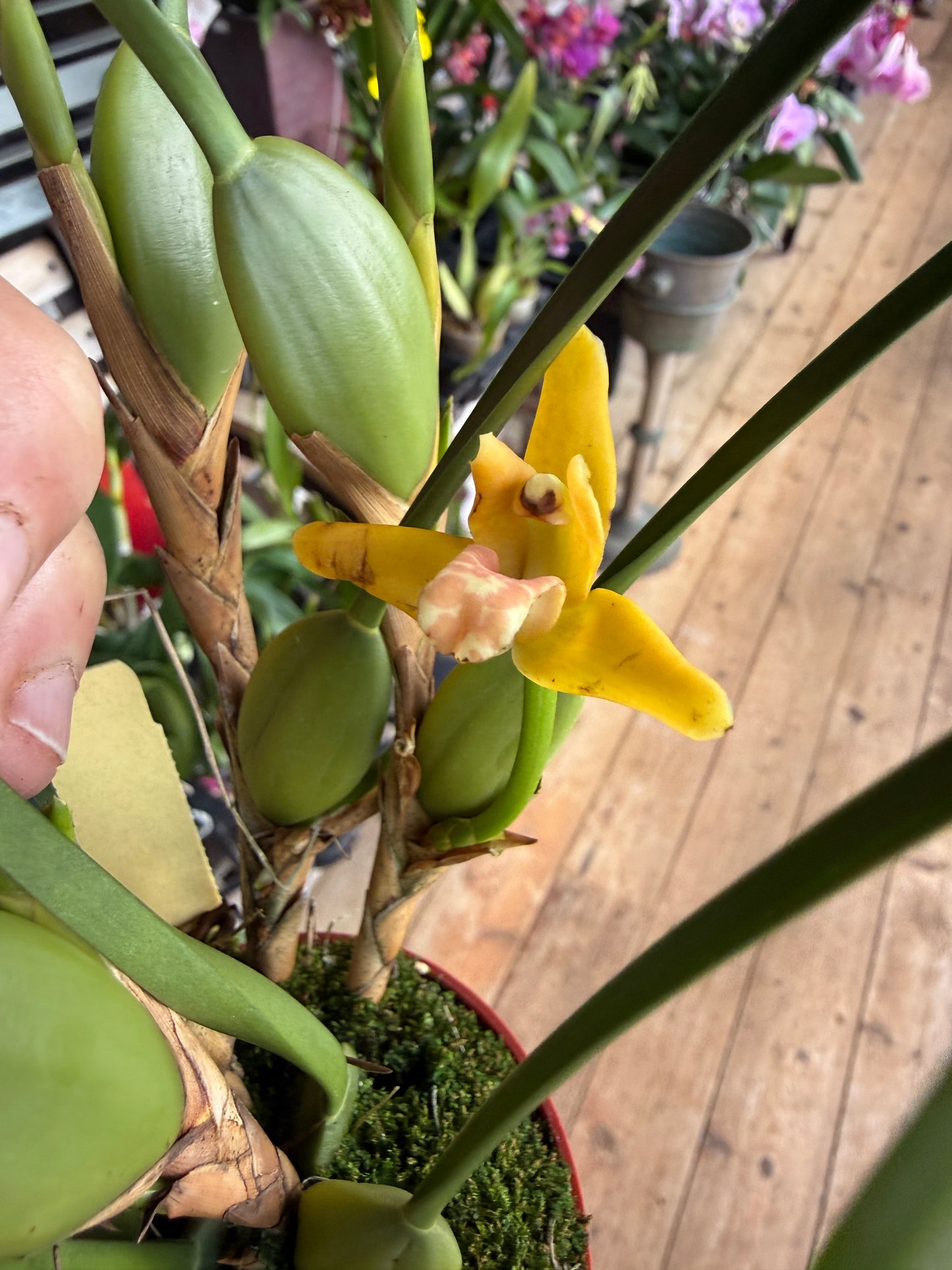 Maxillaria tenuifolia ‘Yamada’ The yellow coconut orchid (smells like coconut)