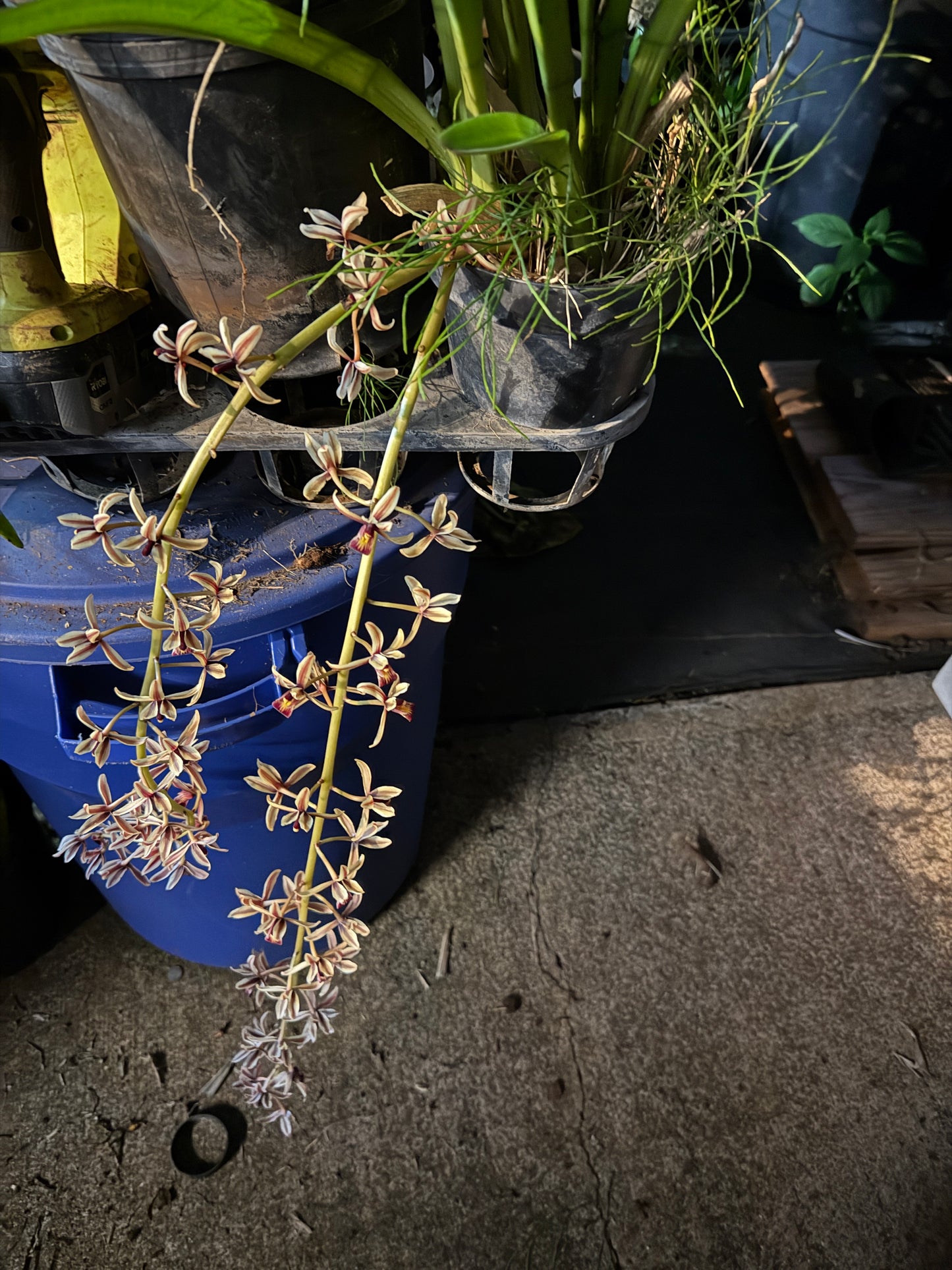Cym. Aloifolium species (rare)