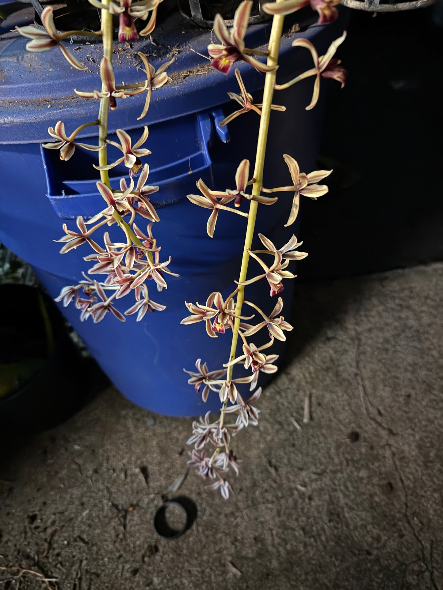 Cym. Aloifolium species (rare)