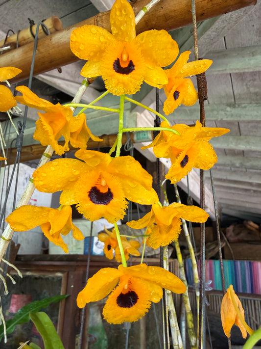 Den. fimbriatum oculatum rare and fragrant species orchid