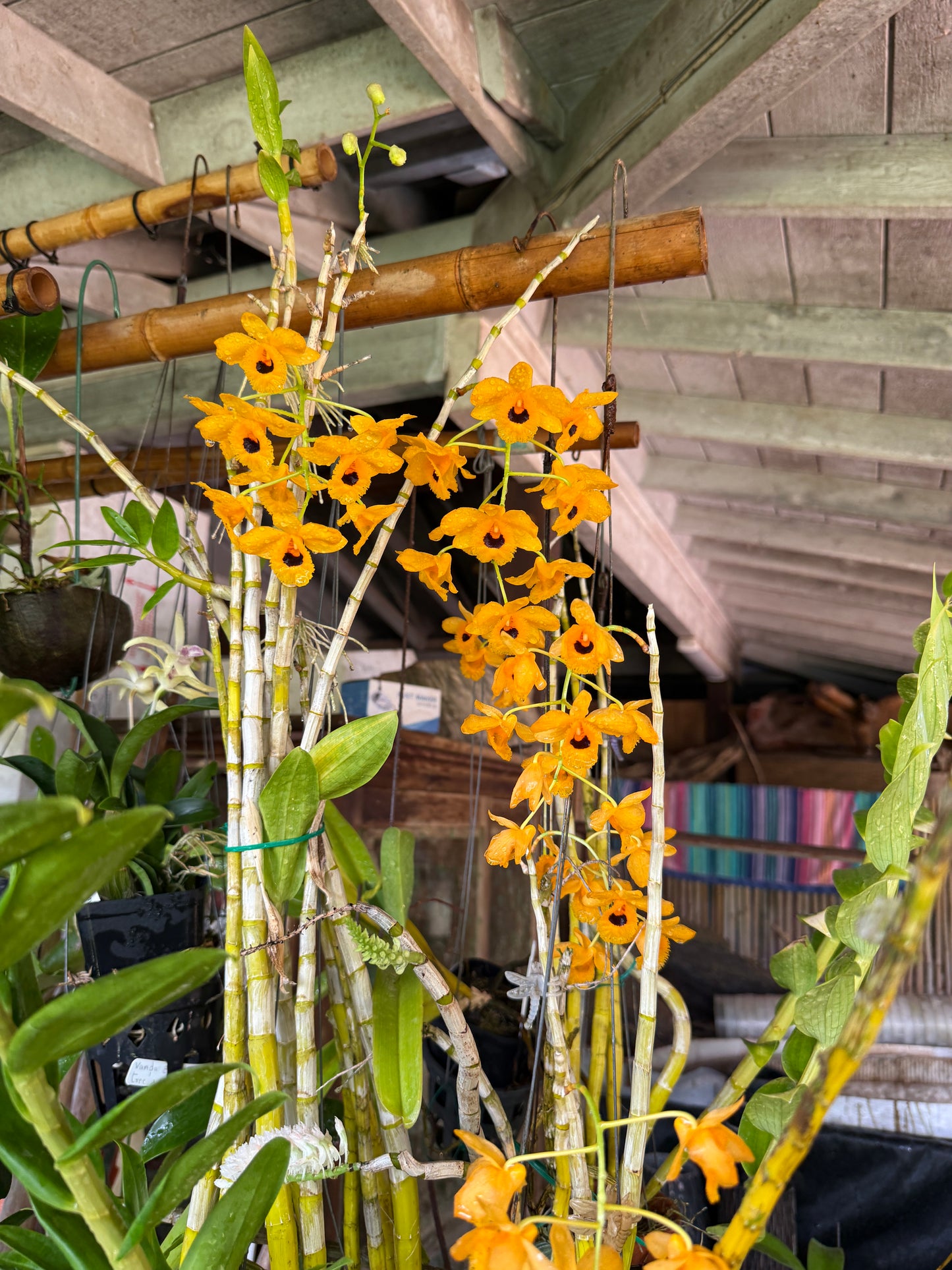 Den. fimbriatum oculatum rare and fragrant species orchid