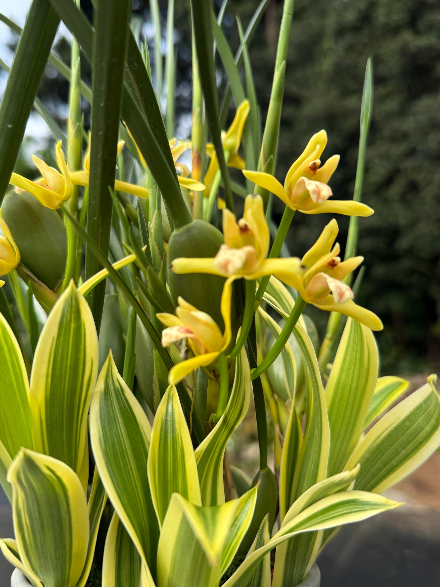 Maxillaria tenuifolia ‘Yamada’ The yellow coconut orchid (smells like coconut)