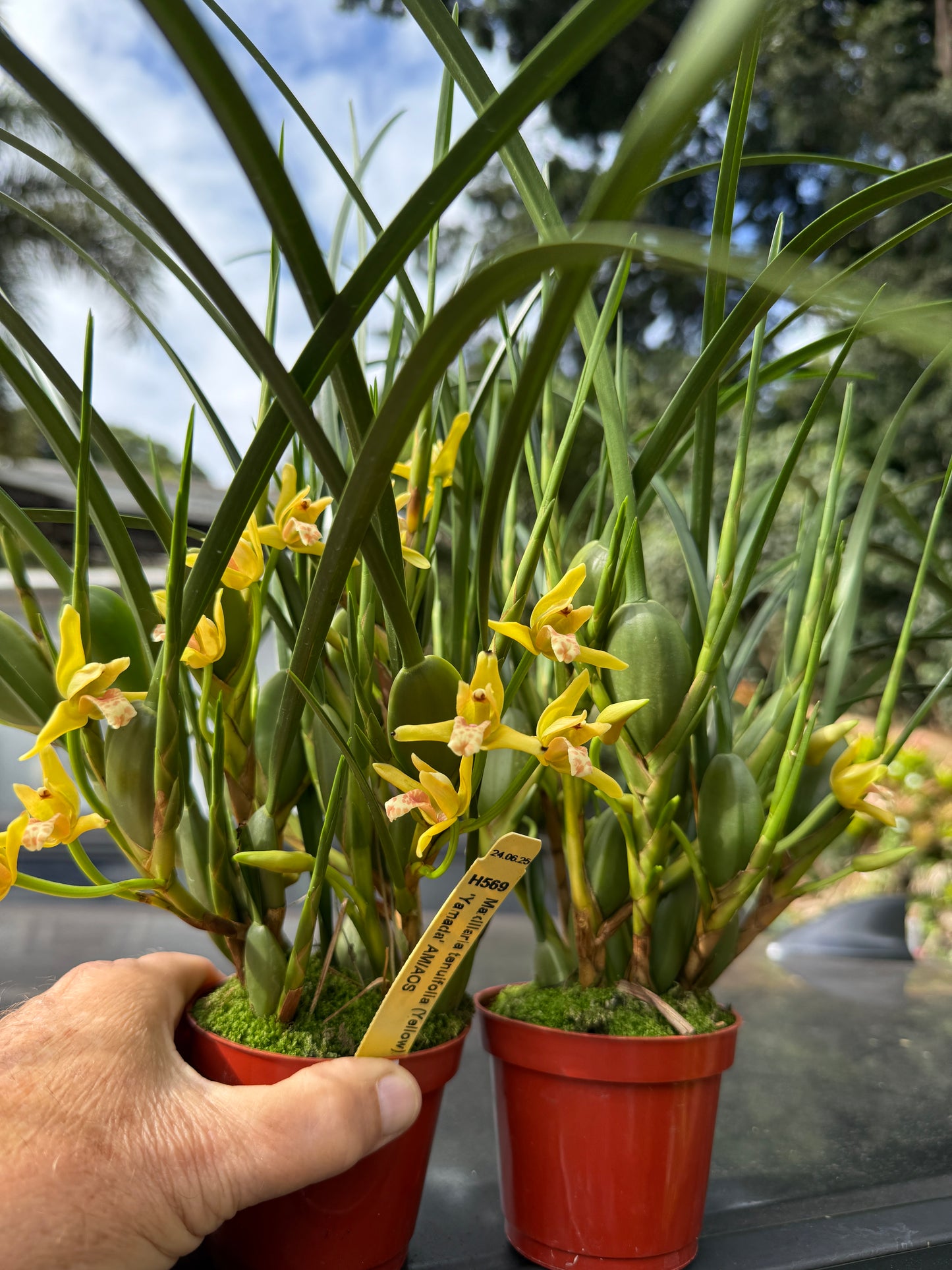 Maxillaria tenuifolia ‘Yamada’ The yellow coconut orchid (smells like coconut)
