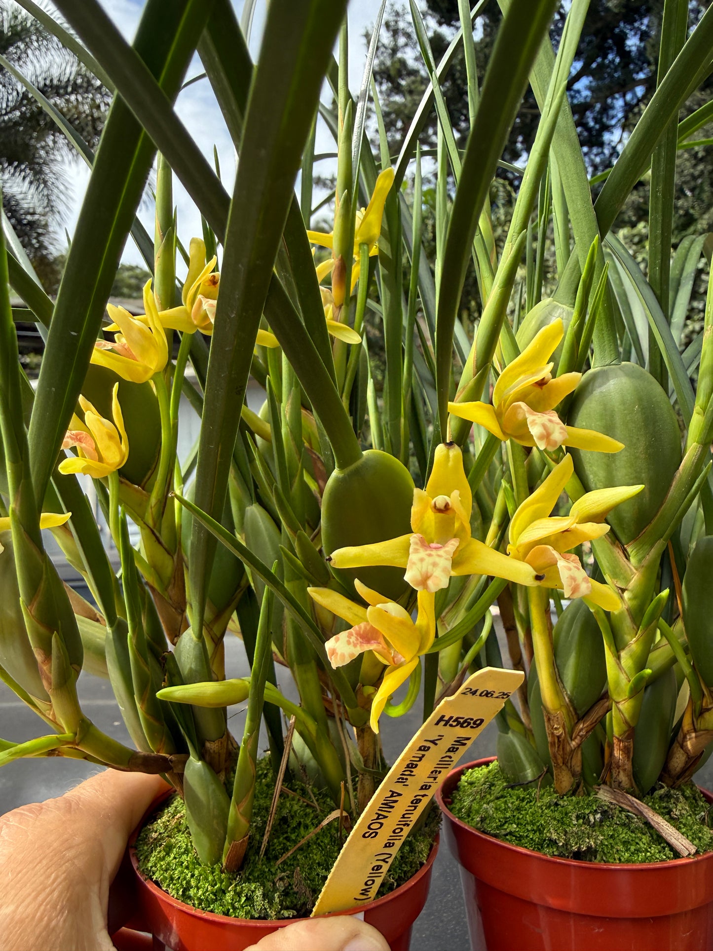 Maxillaria tenuifolia ‘Yamada’ The yellow coconut orchid (smells like coconut)