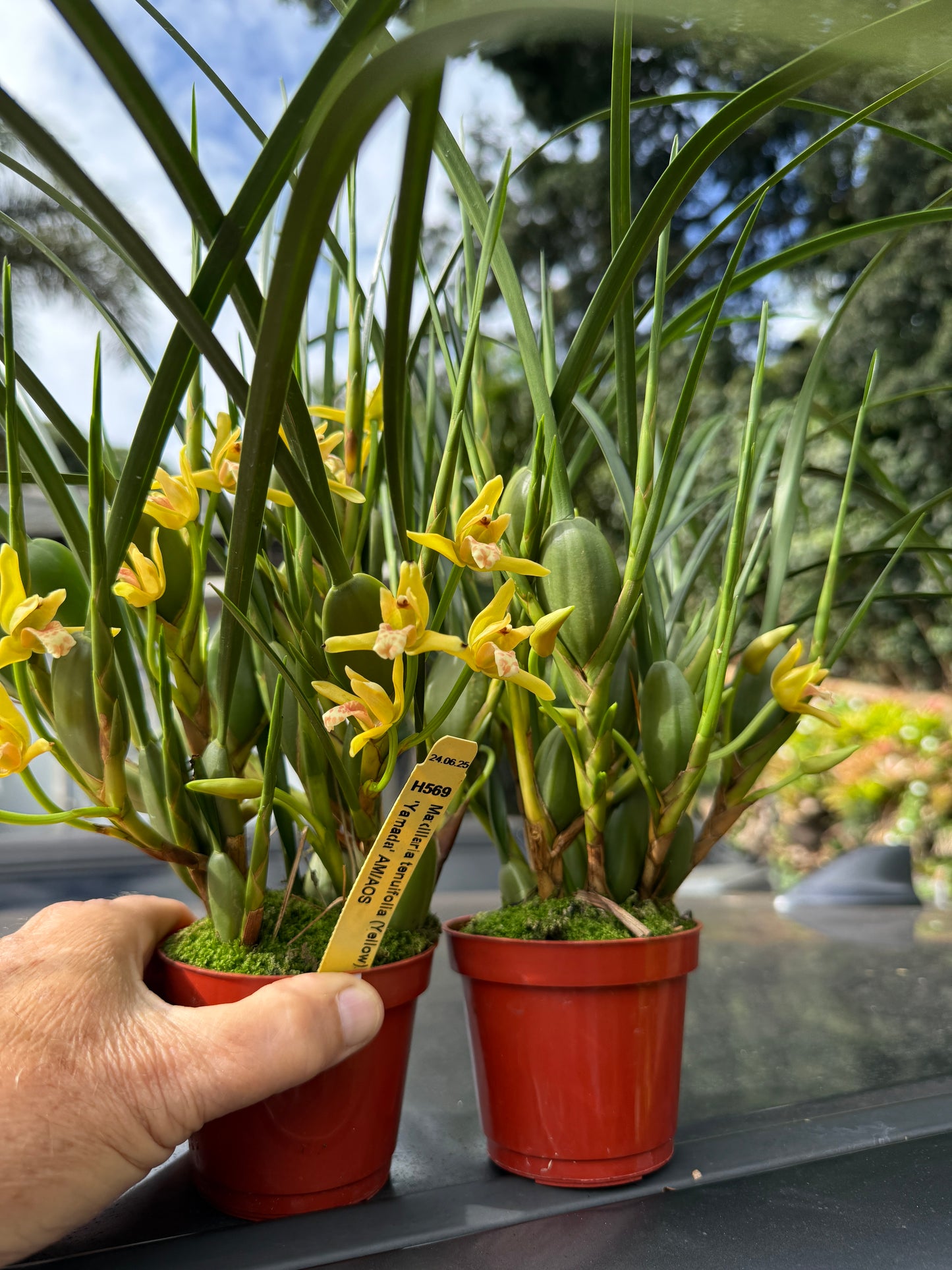 Maxillaria tenuifolia ‘Yamada’ The yellow coconut orchid (smells like coconut)